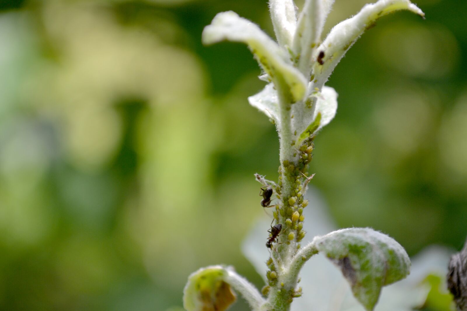 Nikon D3100 sample photo. Tree bug, ears, aphid photography