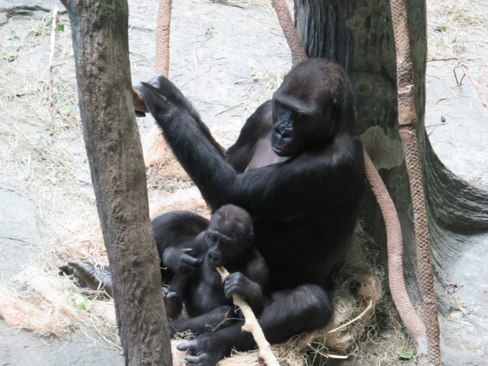 Canon PowerShot SX710 HS sample photo. Gorilla, brookfield zoo, zoo photography