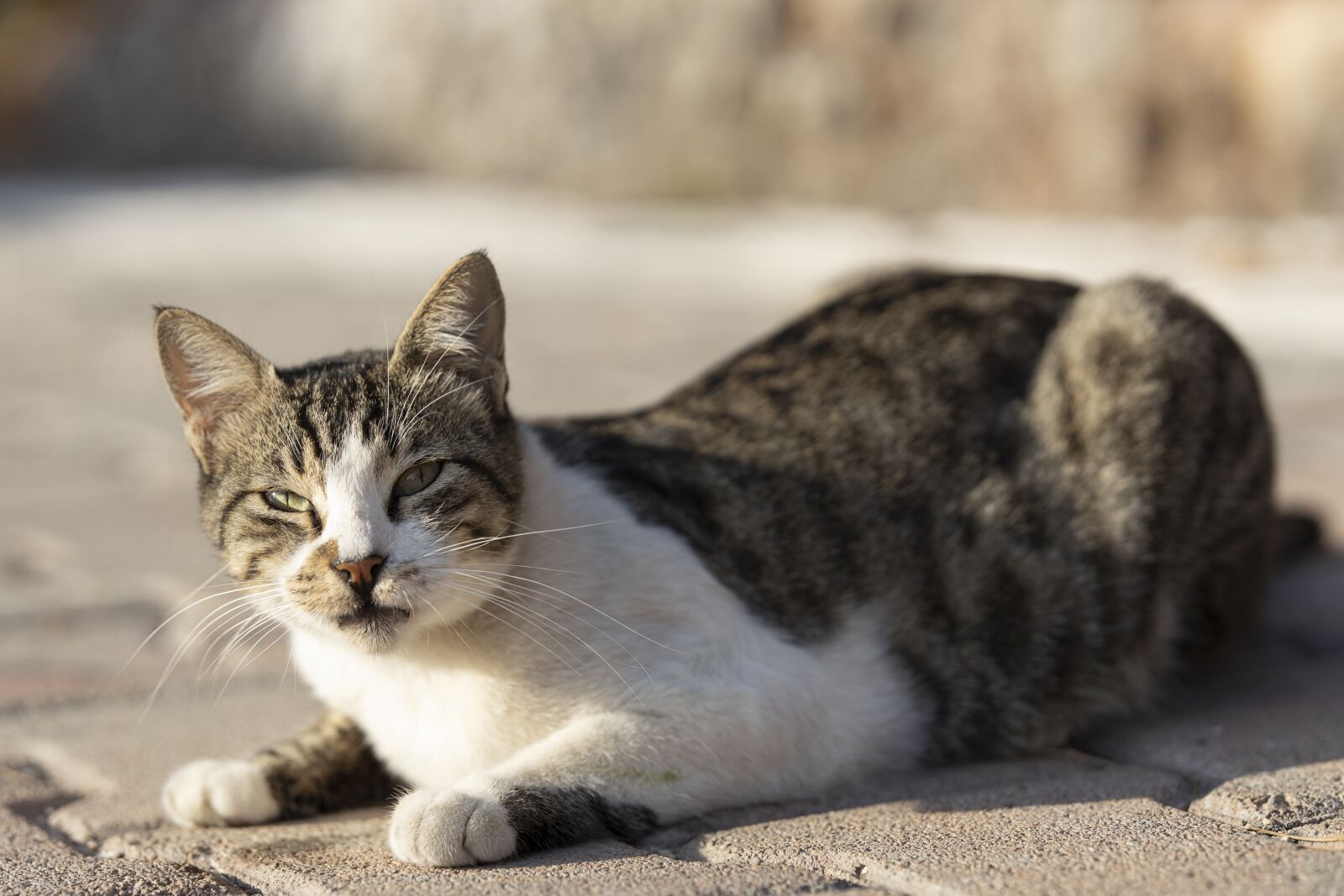 Canon RF 85mm F1.2L USM sample photo. Cat, animal, fur leather photography