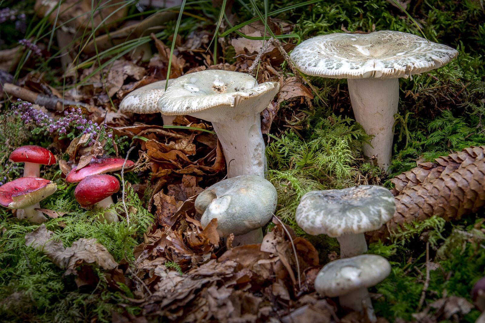 Canon EOS 6D sample photo. Mushroom, nature, green gefelderter photography