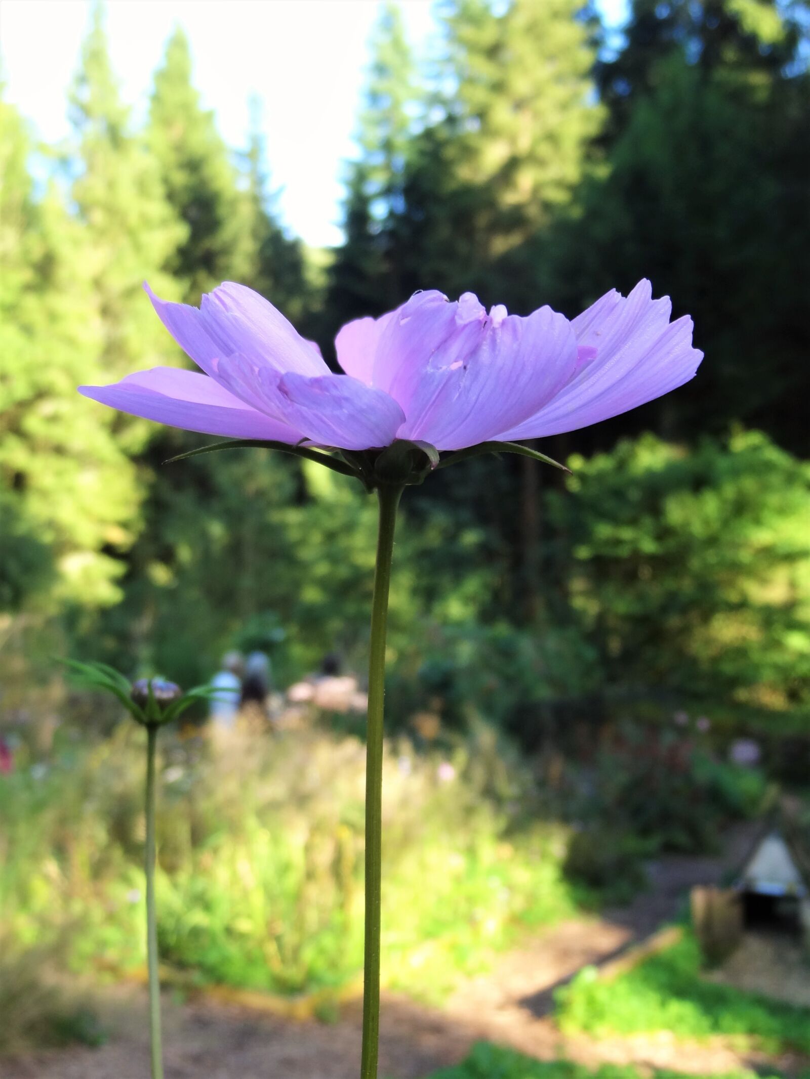 Sony Cyber-shot DSC-HX9V sample photo. Flower, forest, nature photography