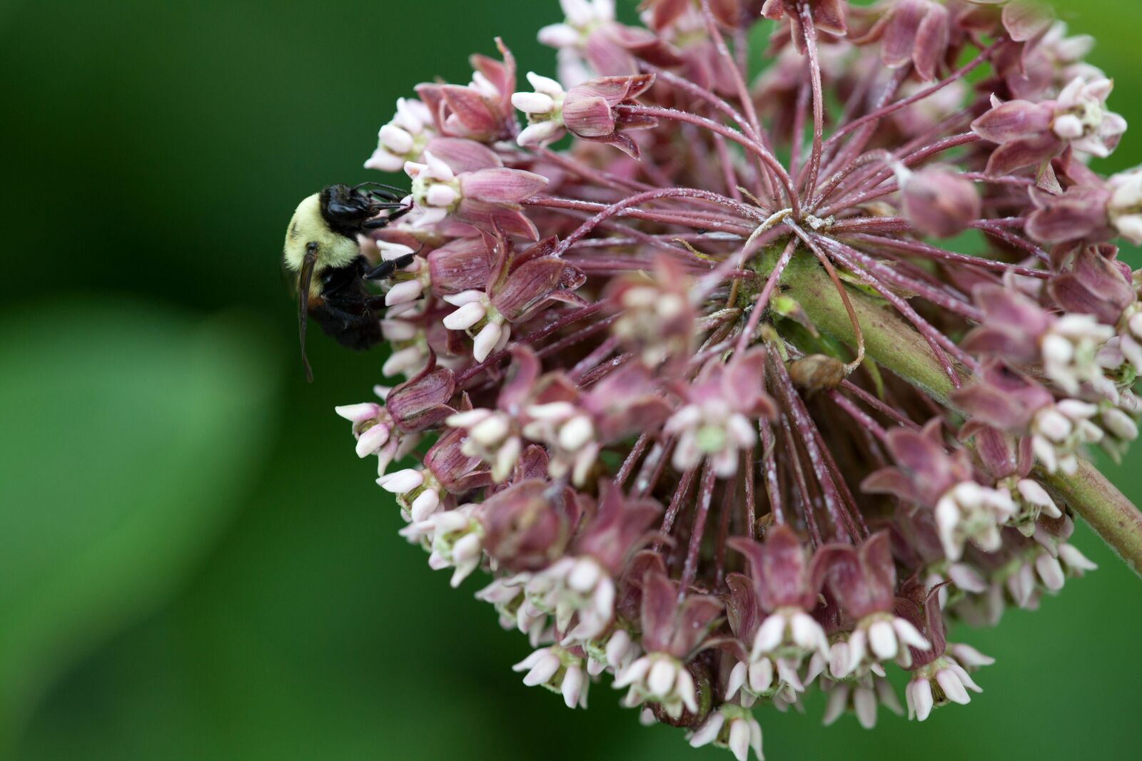 Canon EOS 5D Mark II sample photo. Insects, plants, perennial, plant photography