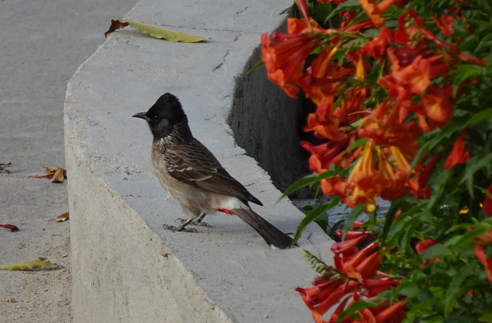 Sony DSC-WX800 sample photo. Bird, red-vented bulbul, pycnonotus photography