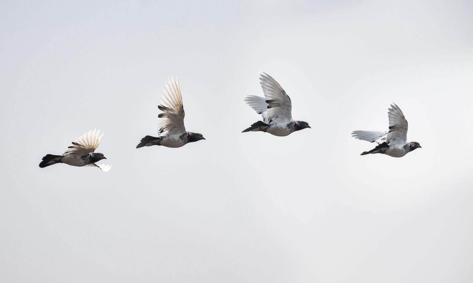 Nikon D7200 sample photo. Pigeon, dove, bird photography