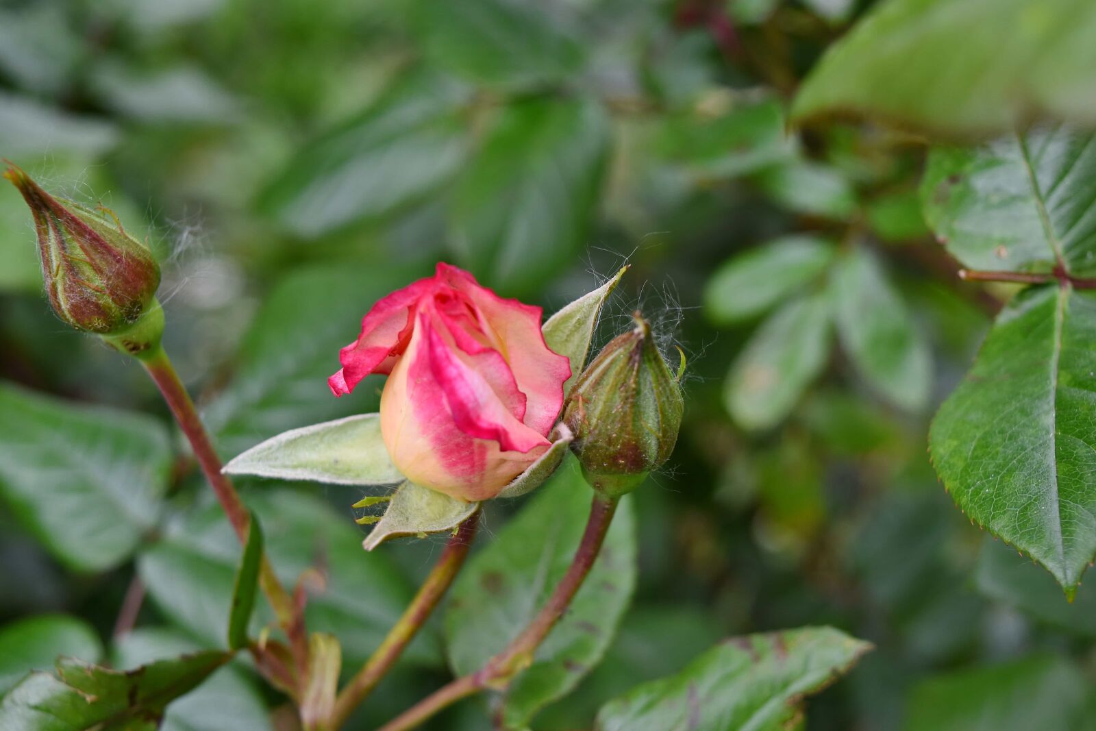 Nikon D5500 sample photo. Horticulture, pinkish, yellowish, petal photography