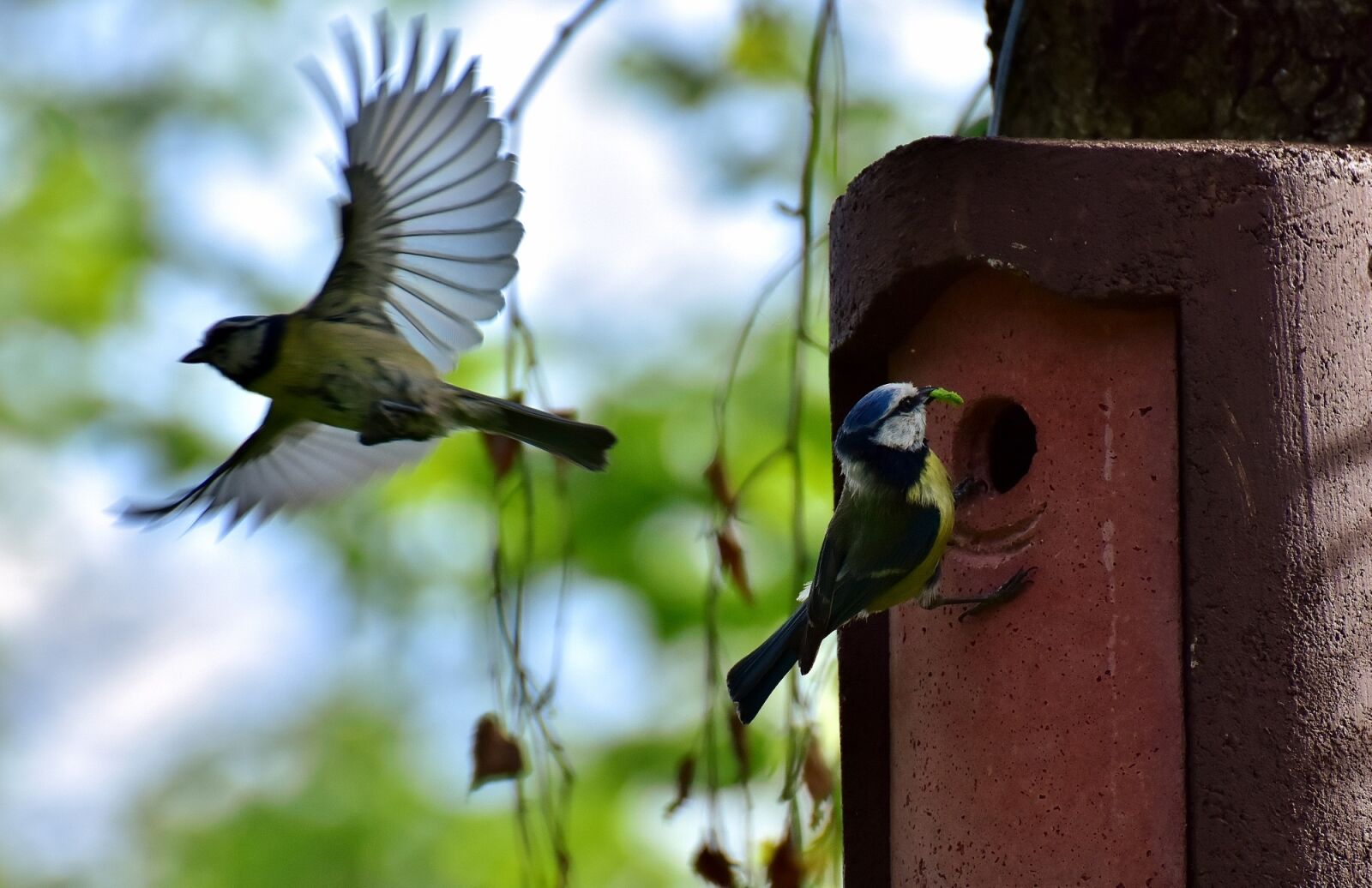 Nikon D7200 sample photo. Blue tits, birds, nest photography