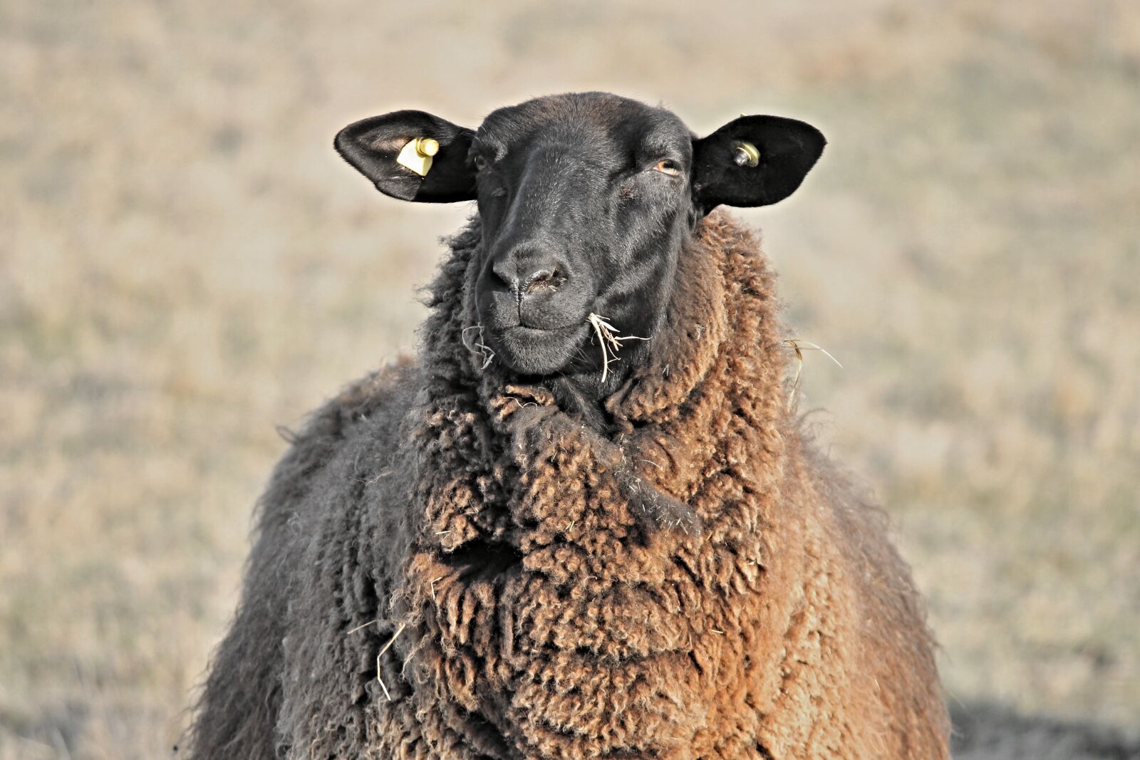 Canon EOS 1100D (EOS Rebel T3 / EOS Kiss X50) sample photo. Sheep, livestock, head photography