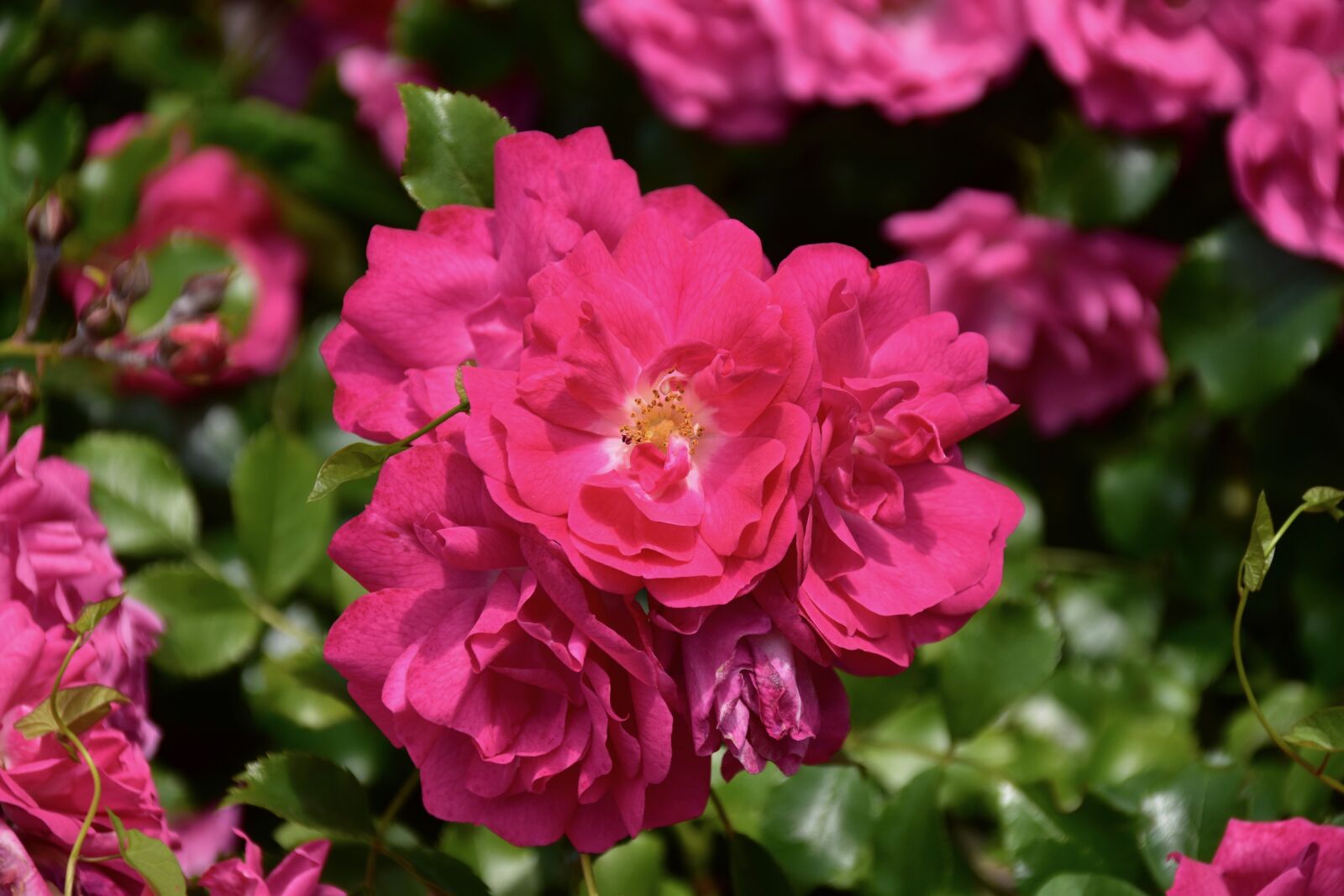 Nikon D5600 sample photo. Pink, rosebush, shrub rose photography