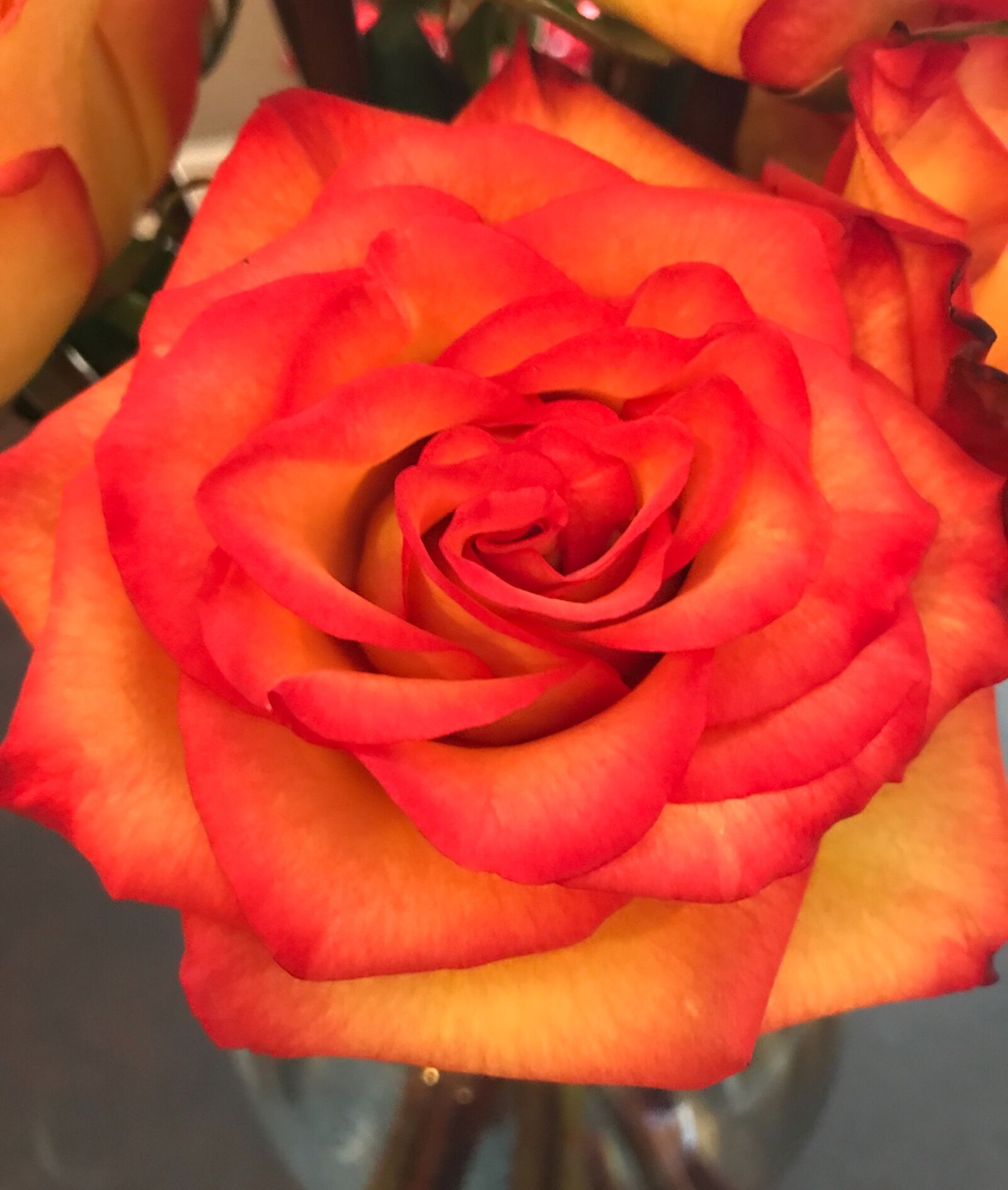 Apple iPhone 7 Plus sample photo. Rose, yellow, it, s photography