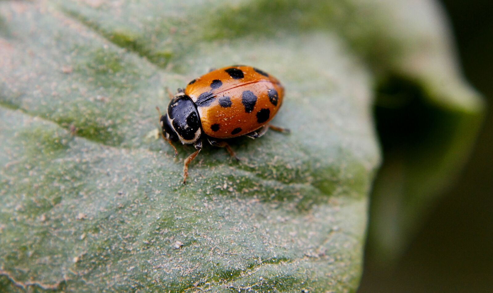 Canon EOS 1100D (EOS Rebel T3 / EOS Kiss X50) sample photo. Chinita, field, insect photography