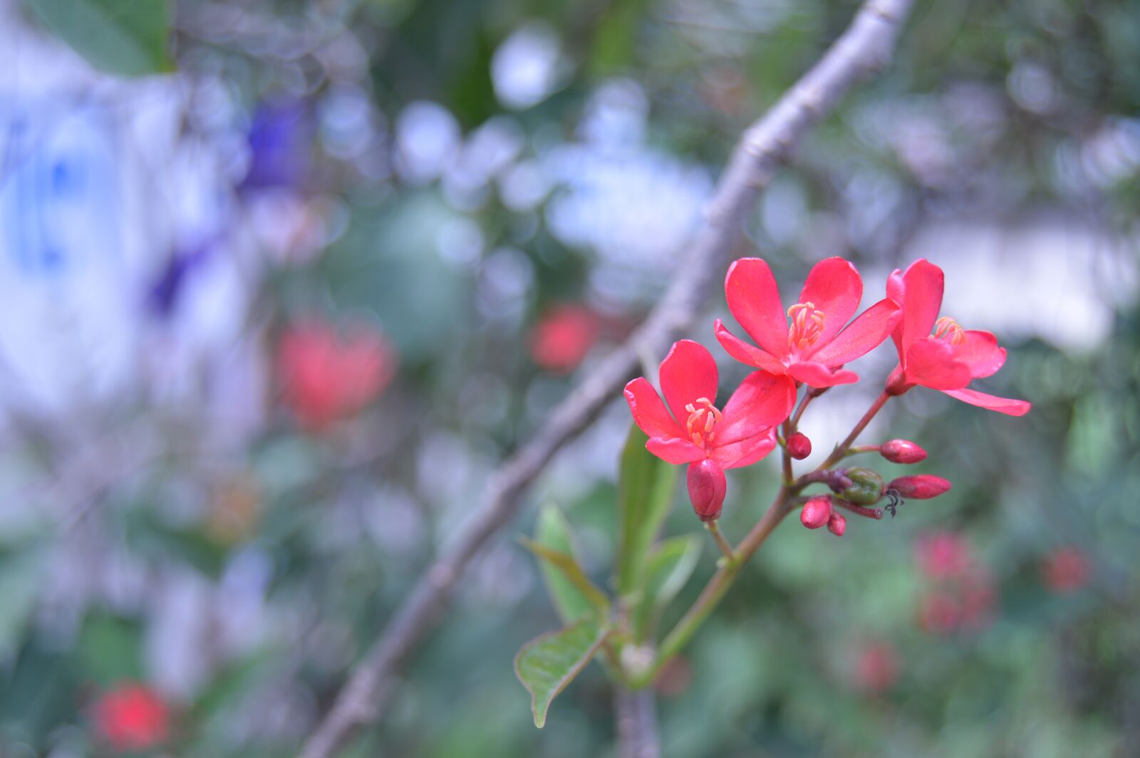 Nikon D3200 sample photo. Natural, flower, floral photography