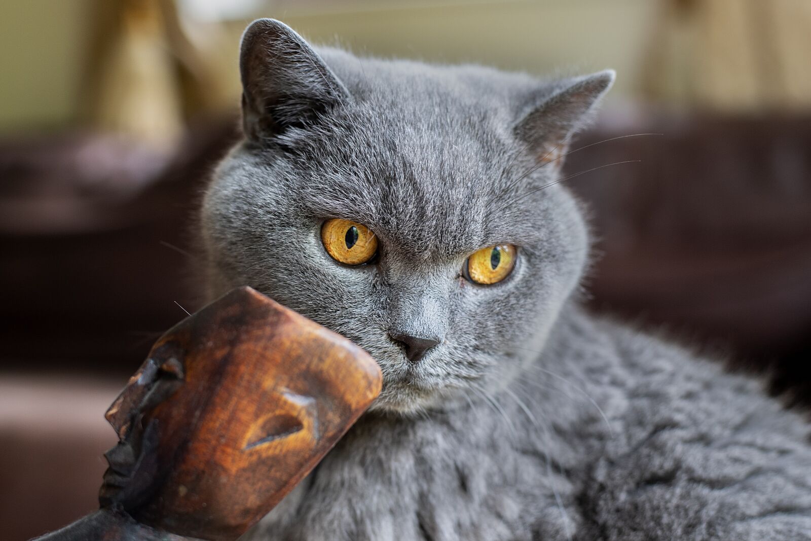 Nikon D5 sample photo. British, blue, cat photography