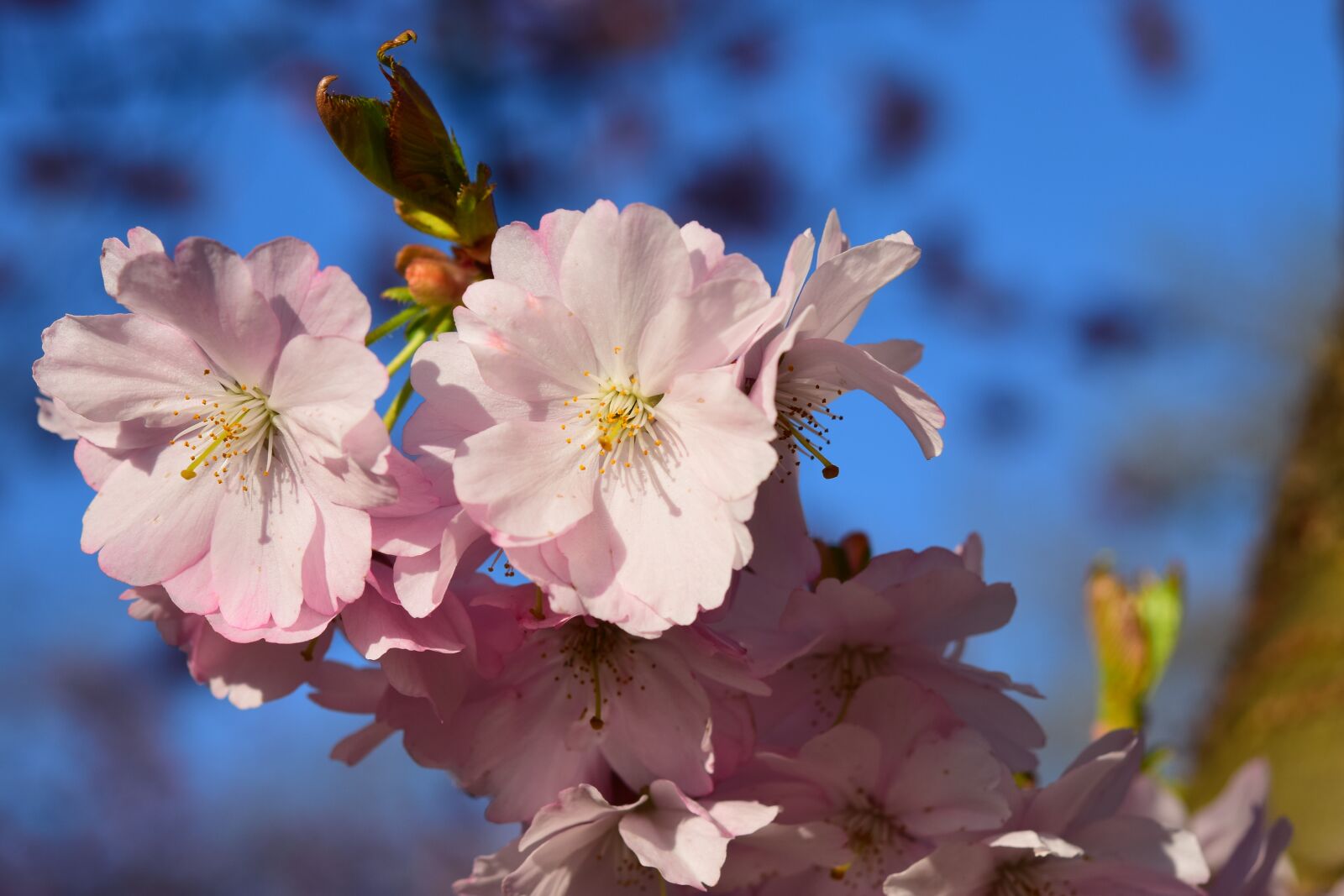 Nikon D5300 sample photo. Cherry blossom, pink, japanese photography