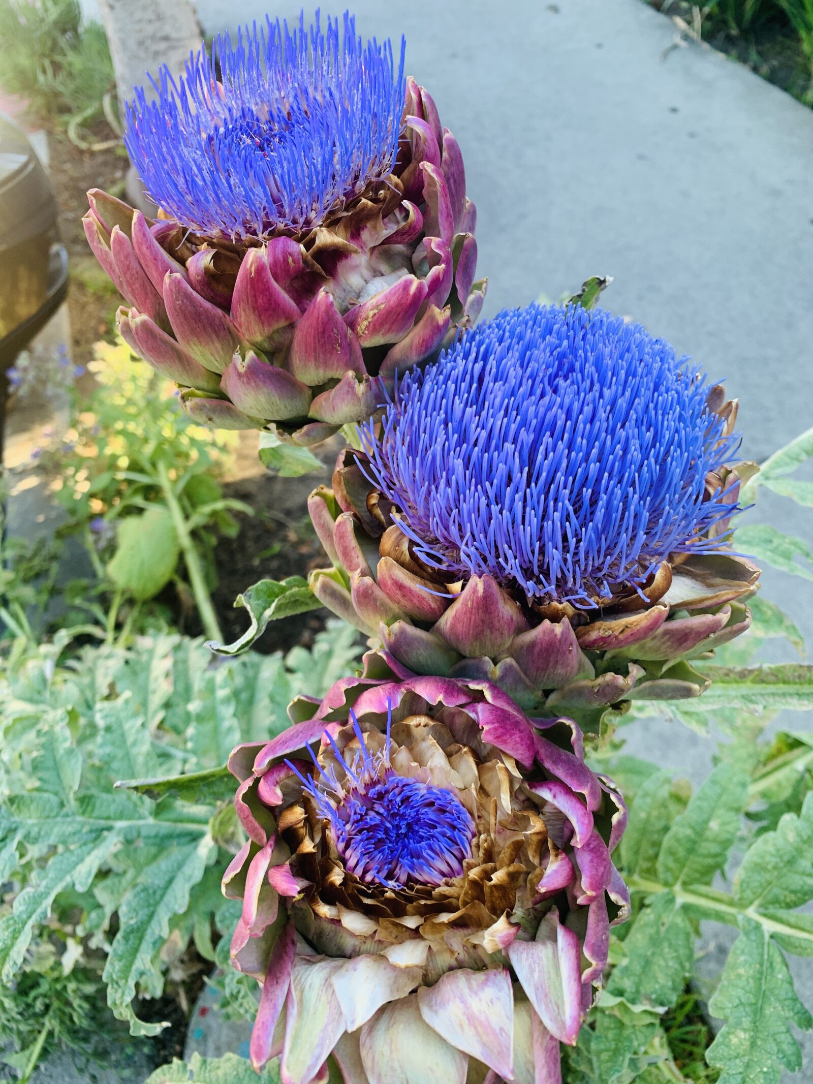 Apple iPhone XR sample photo. Artichoke, flower, photograph photography