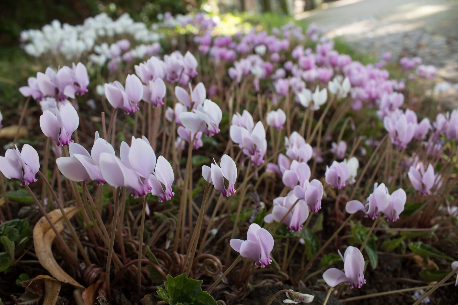 Canon EOS 1300D (EOS Rebel T6 / EOS Kiss X80) sample photo. Spring, spring flowers, life photography