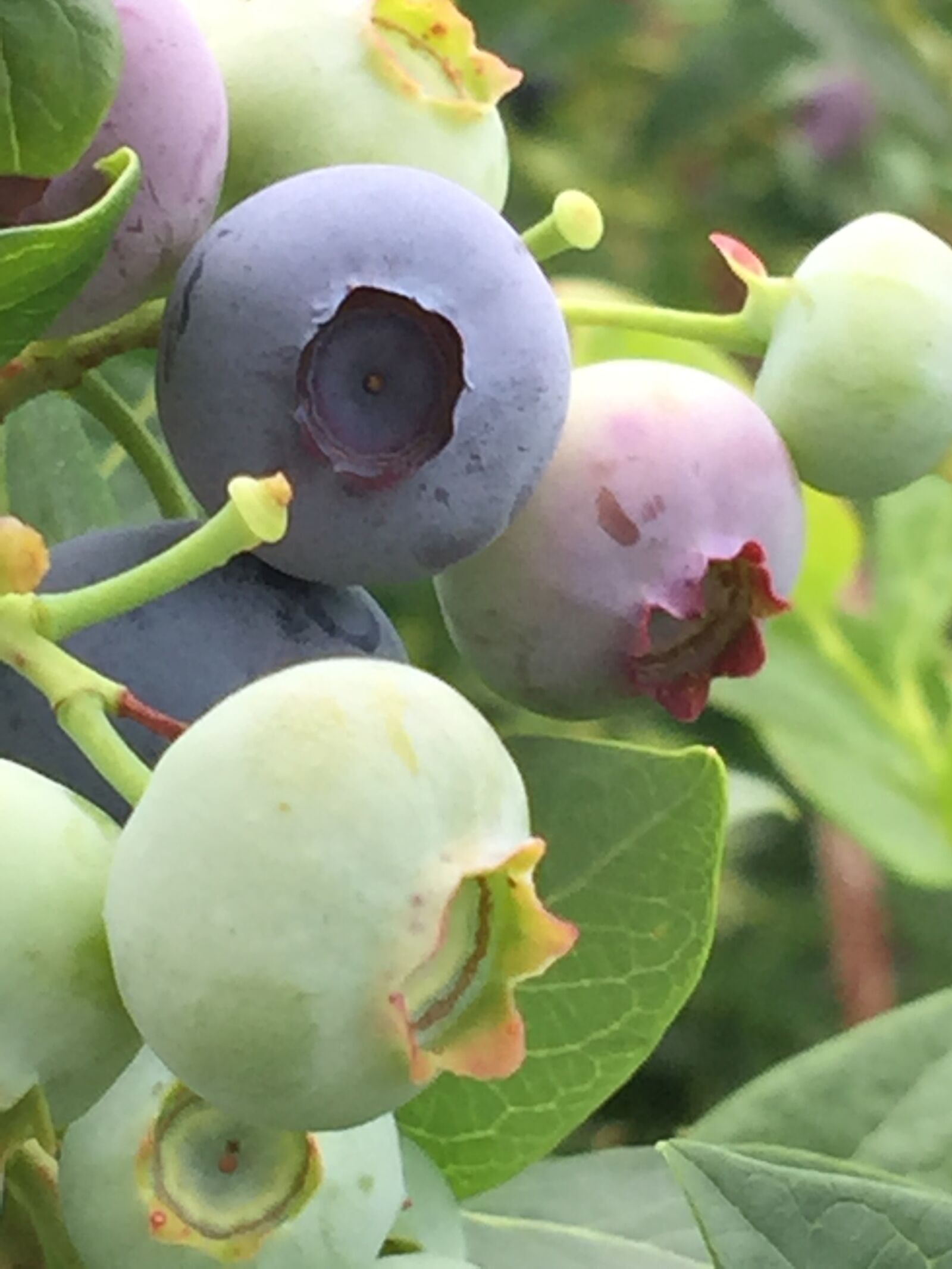 iPhone 6 Plus back camera 4.15mm f/2.2 sample photo. Blueberry, blueberries, fruit photography