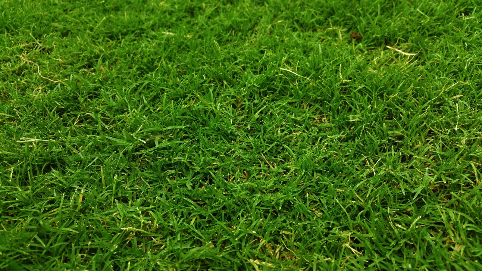 Samsung Galaxy Note4 sample photo. Dark green, golf green photography