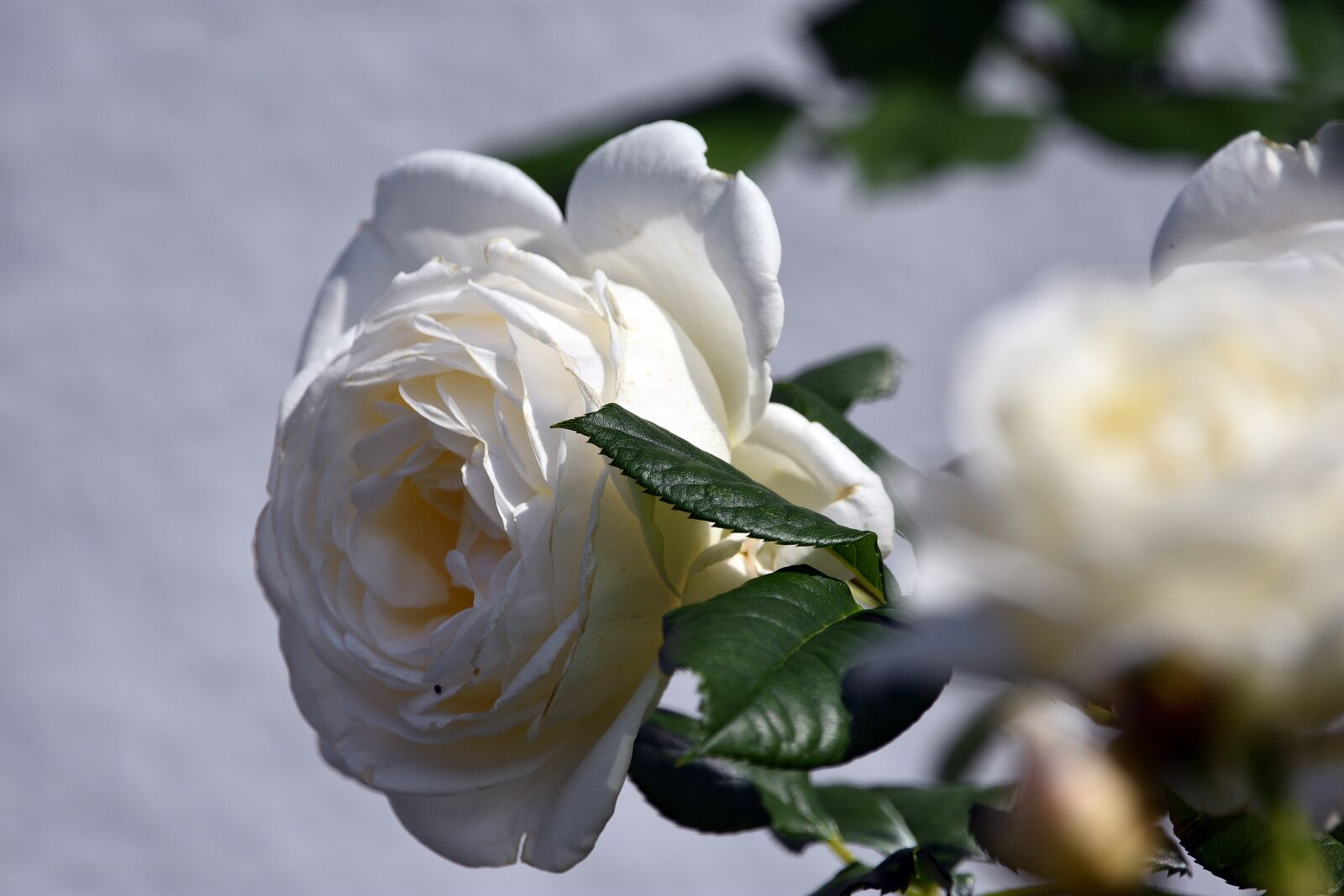 Nikon D3400 sample photo. Rose, roses, love photography