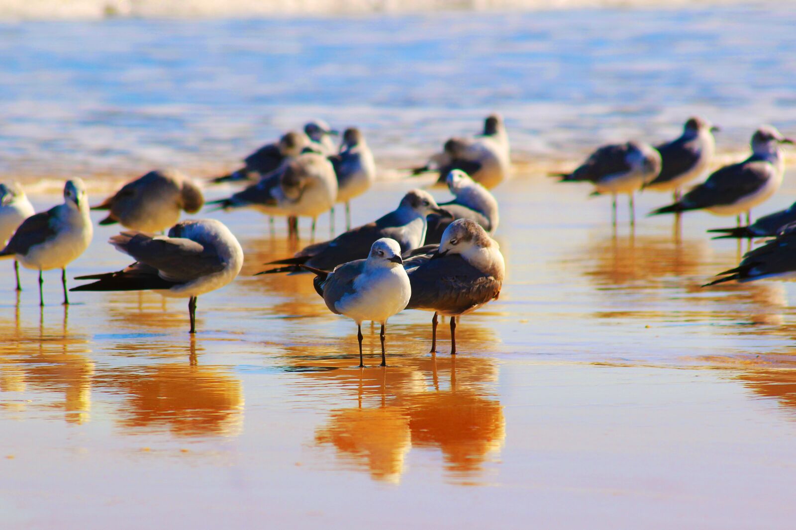 Canon EOS 600D (Rebel EOS T3i / EOS Kiss X5) sample photo. Seagulls, birds, alcatraz photography