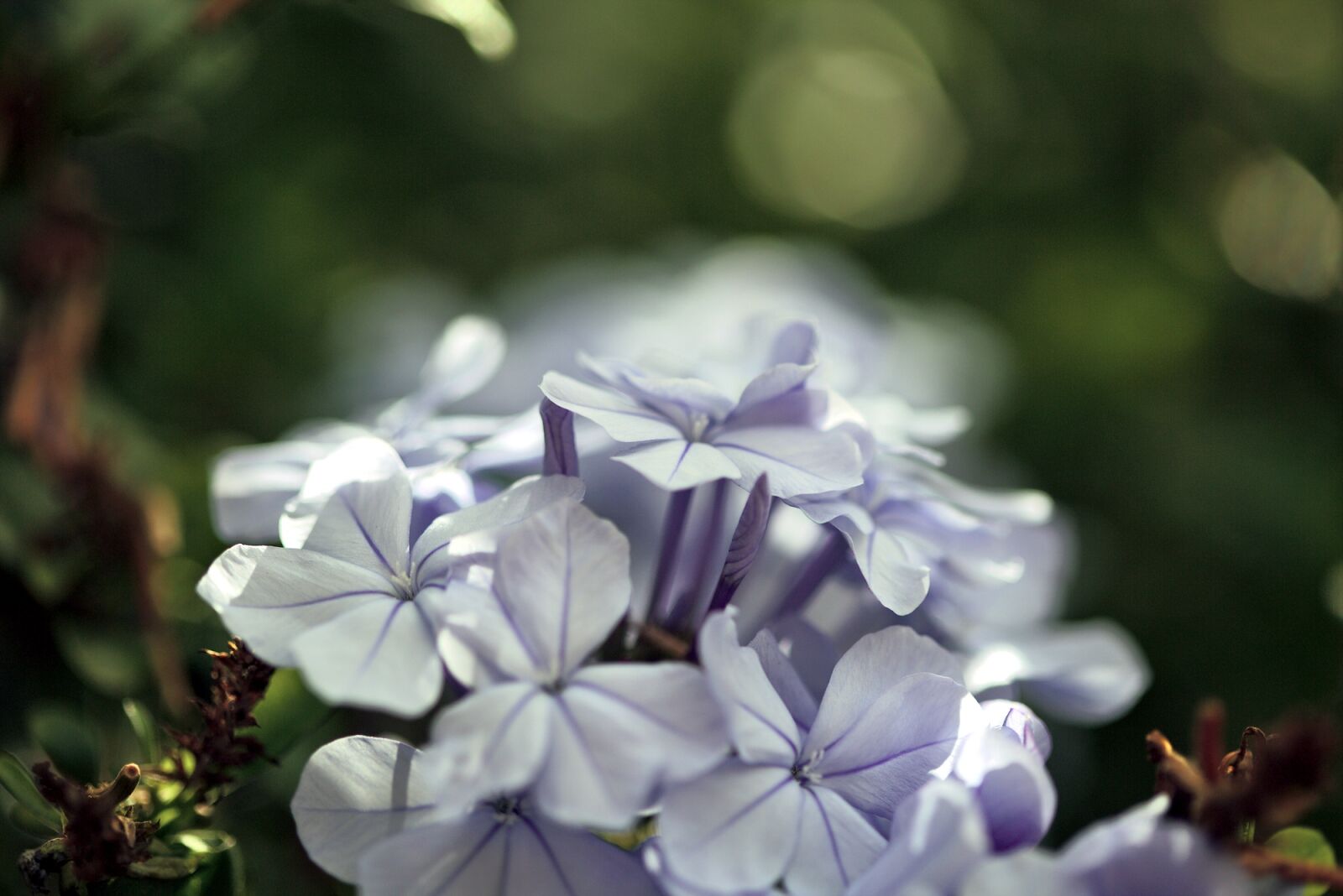 Canon EOS 5D Mark III sample photo. Flower, blue, green photography