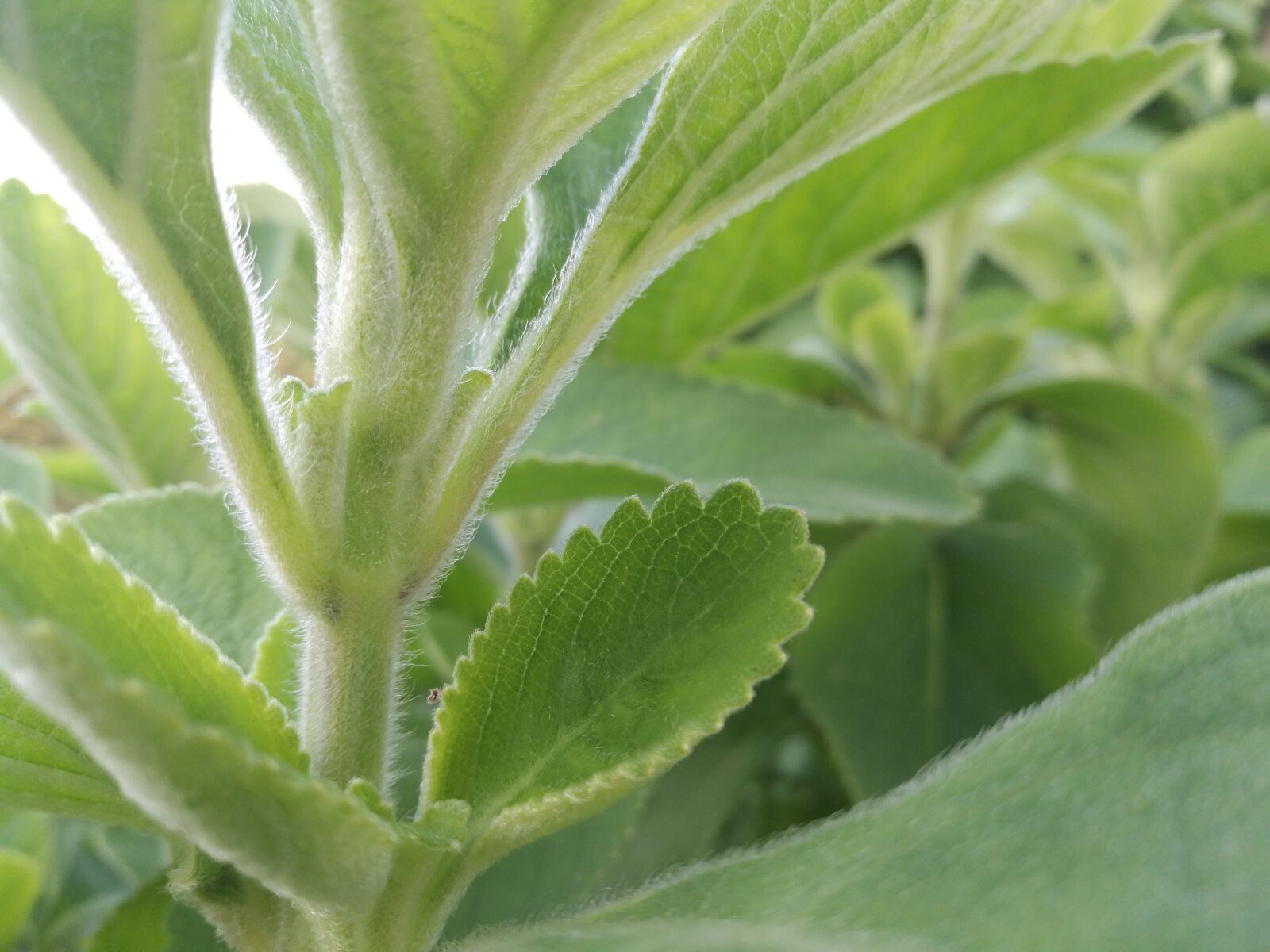 HUAWEI P9 sample photo. Green, leaf, soft green photography
