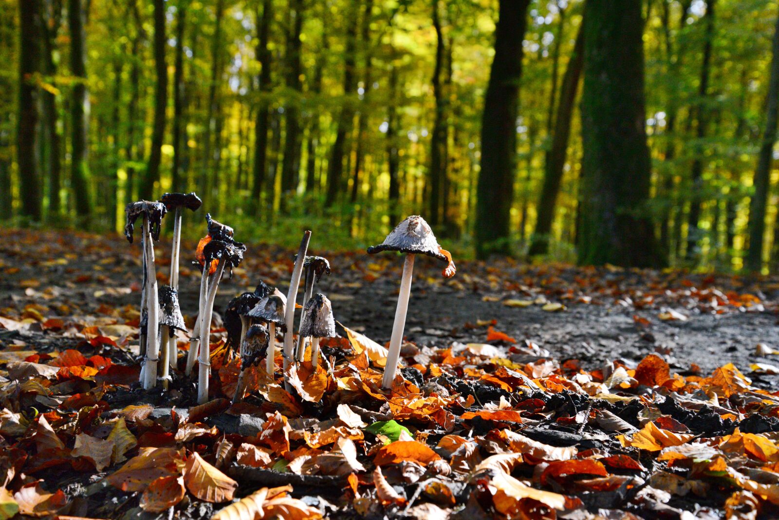 Nikon D600 sample photo. Mushrooms, autumn, forest photography