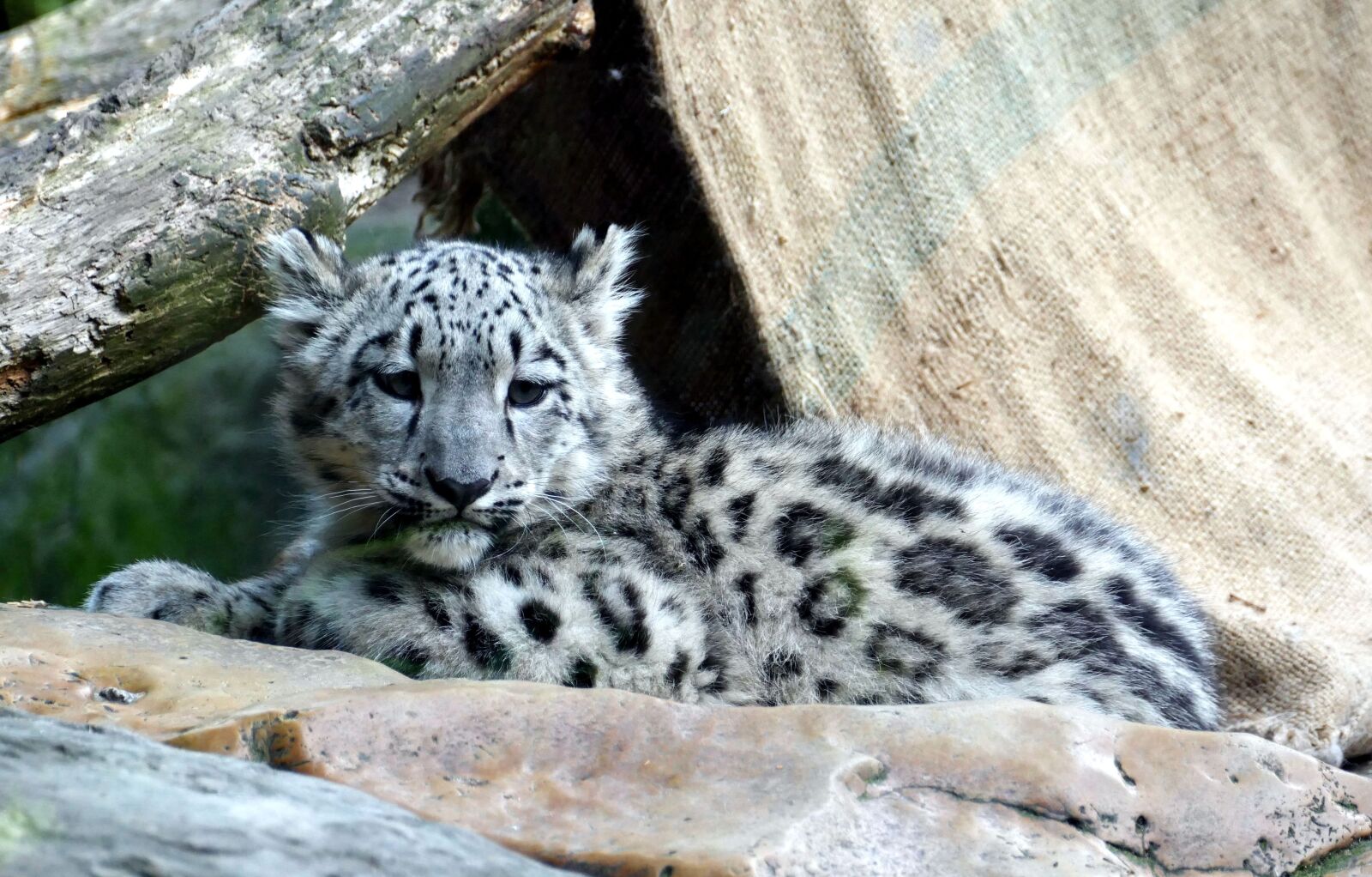 Panasonic Lumix DMC-FZ1000 sample photo. Snow leopard, irbis, child photography