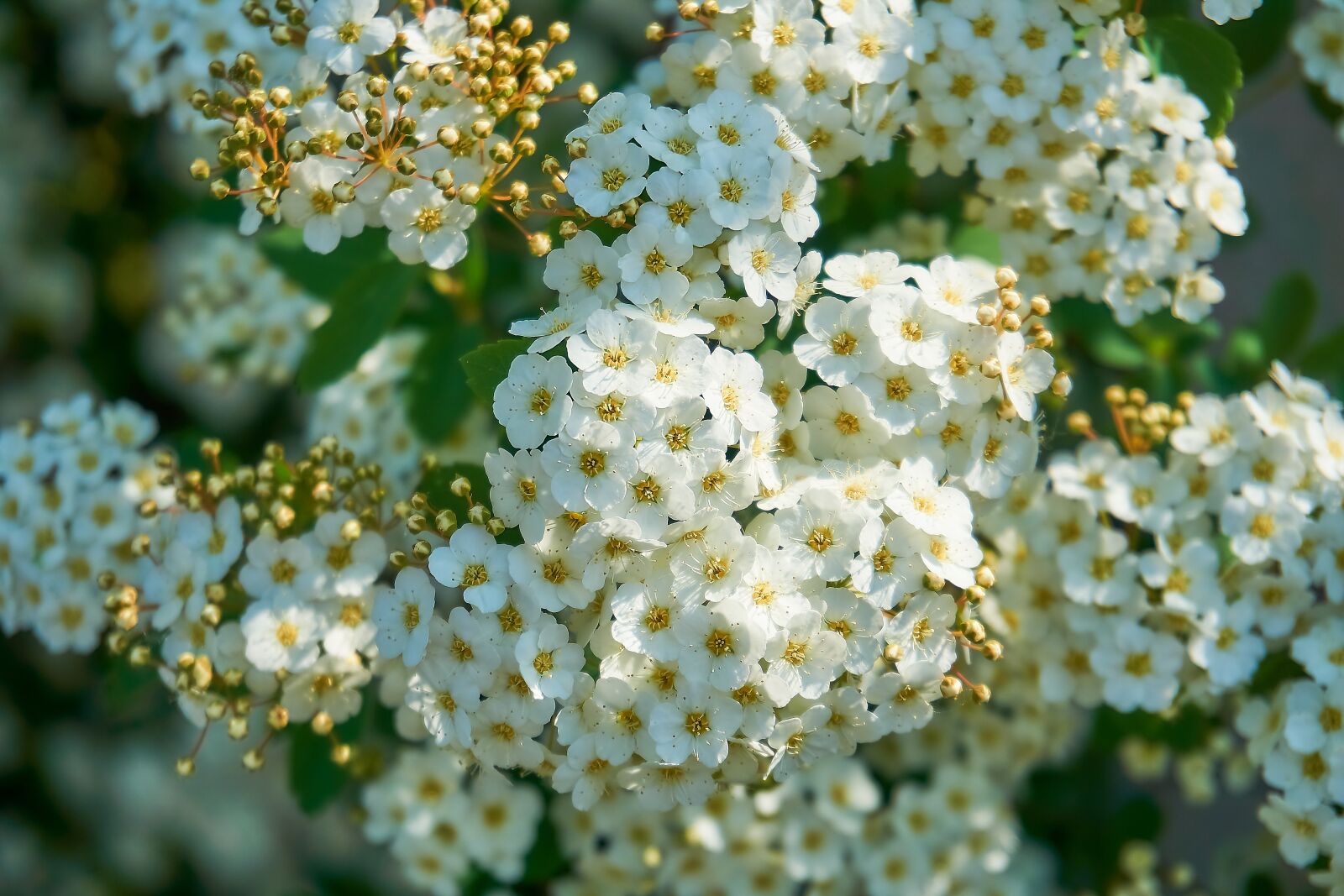 Sony a6000 sample photo. Prachtspiere, spierstrauch, flowers photography