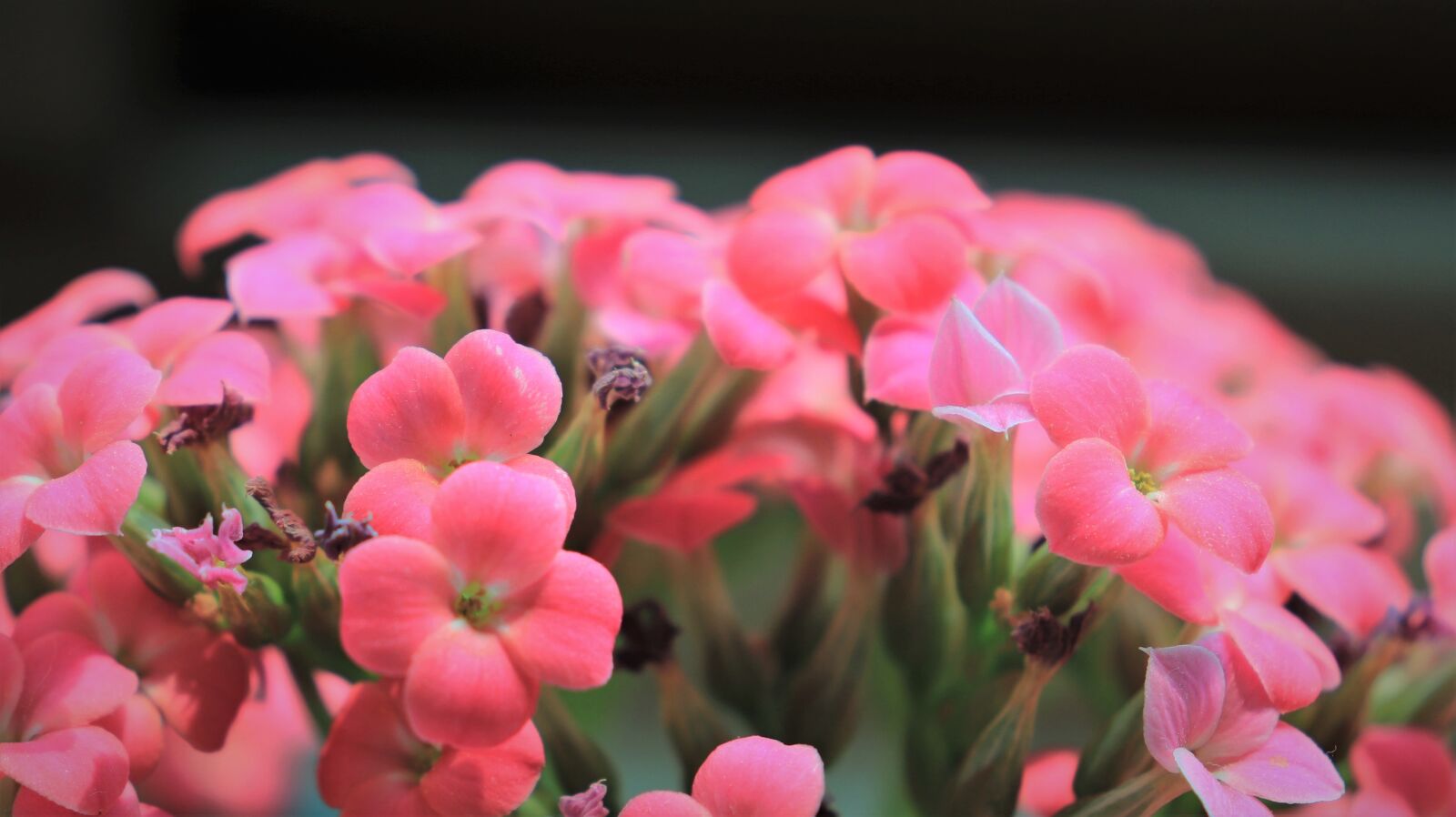 Canon EOS 800D (EOS Rebel T7i / EOS Kiss X9i) sample photo. Kalanchoe, blossom, pink photography