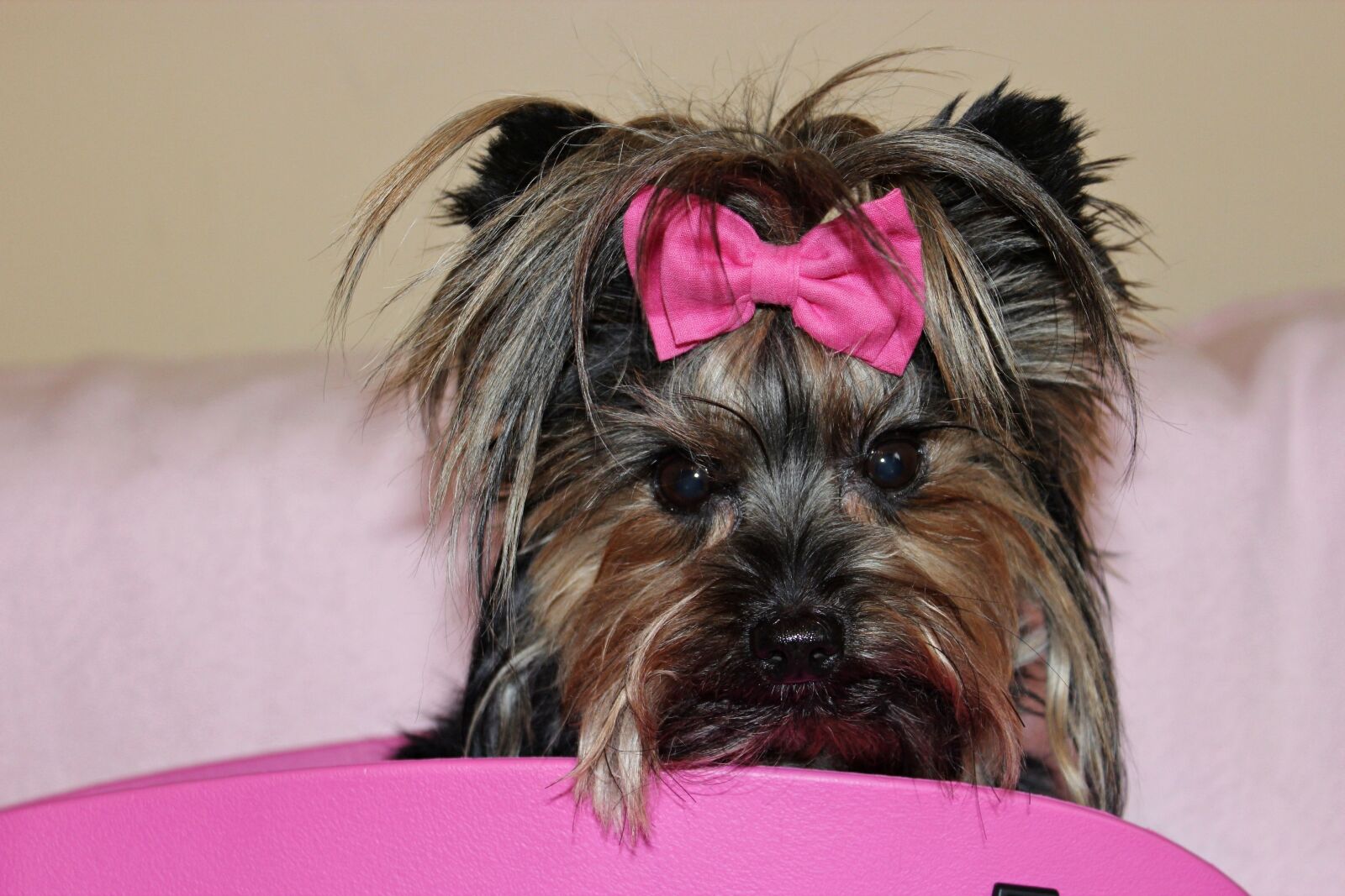 Canon EOS 600D (Rebel EOS T3i / EOS Kiss X5) sample photo. Yorkshire terrier, dog, beauty photography