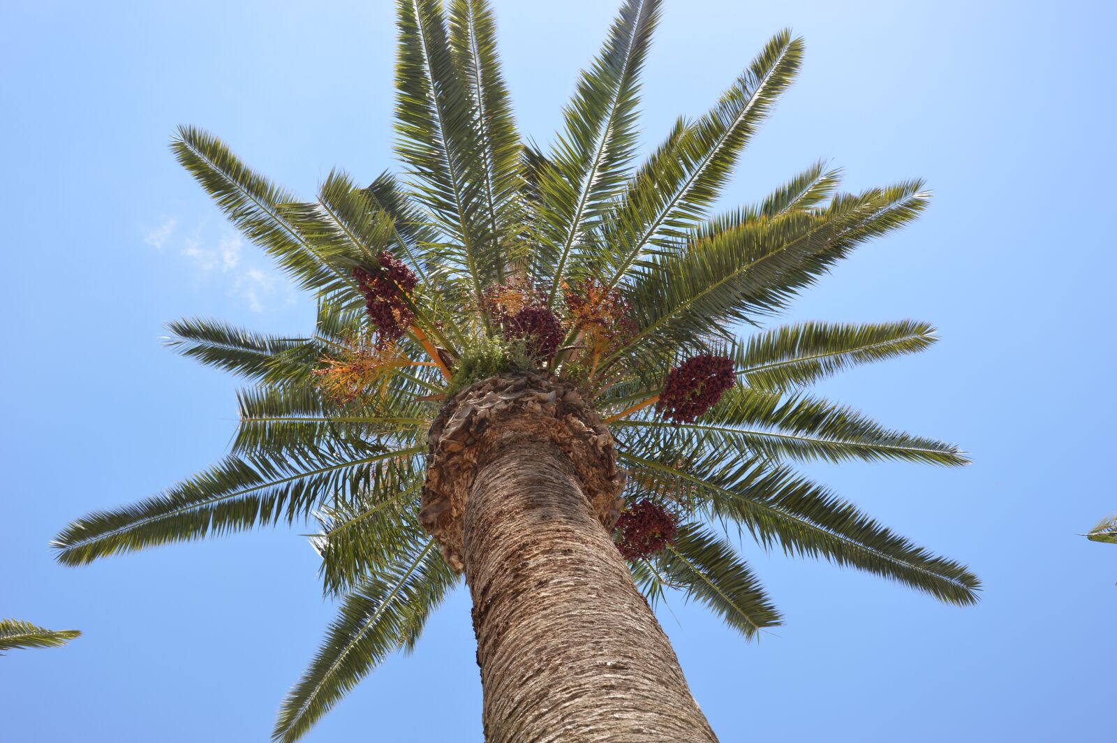 Nikon D3200 sample photo. Palm, palm fruit, exotic photography
