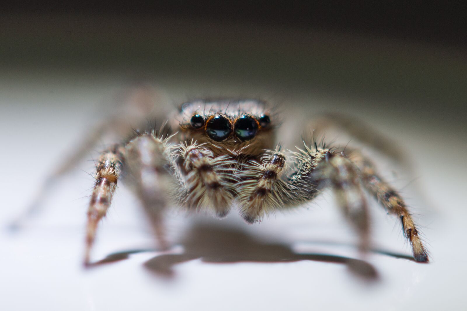 Nikon D600 sample photo. Spider, macro, animal photography