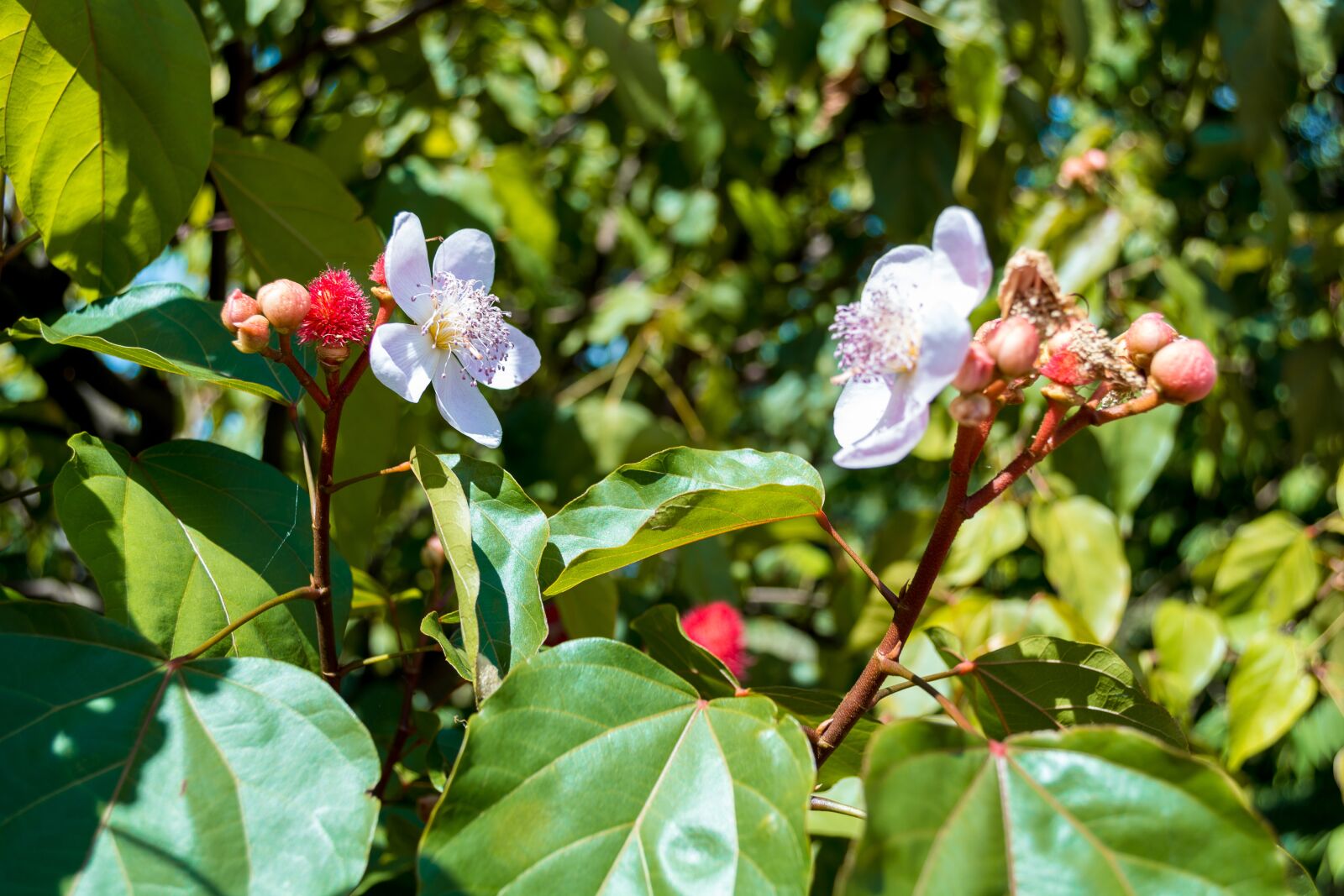 Nikon D5200 sample photo. Beneficio, teste, mascara photography