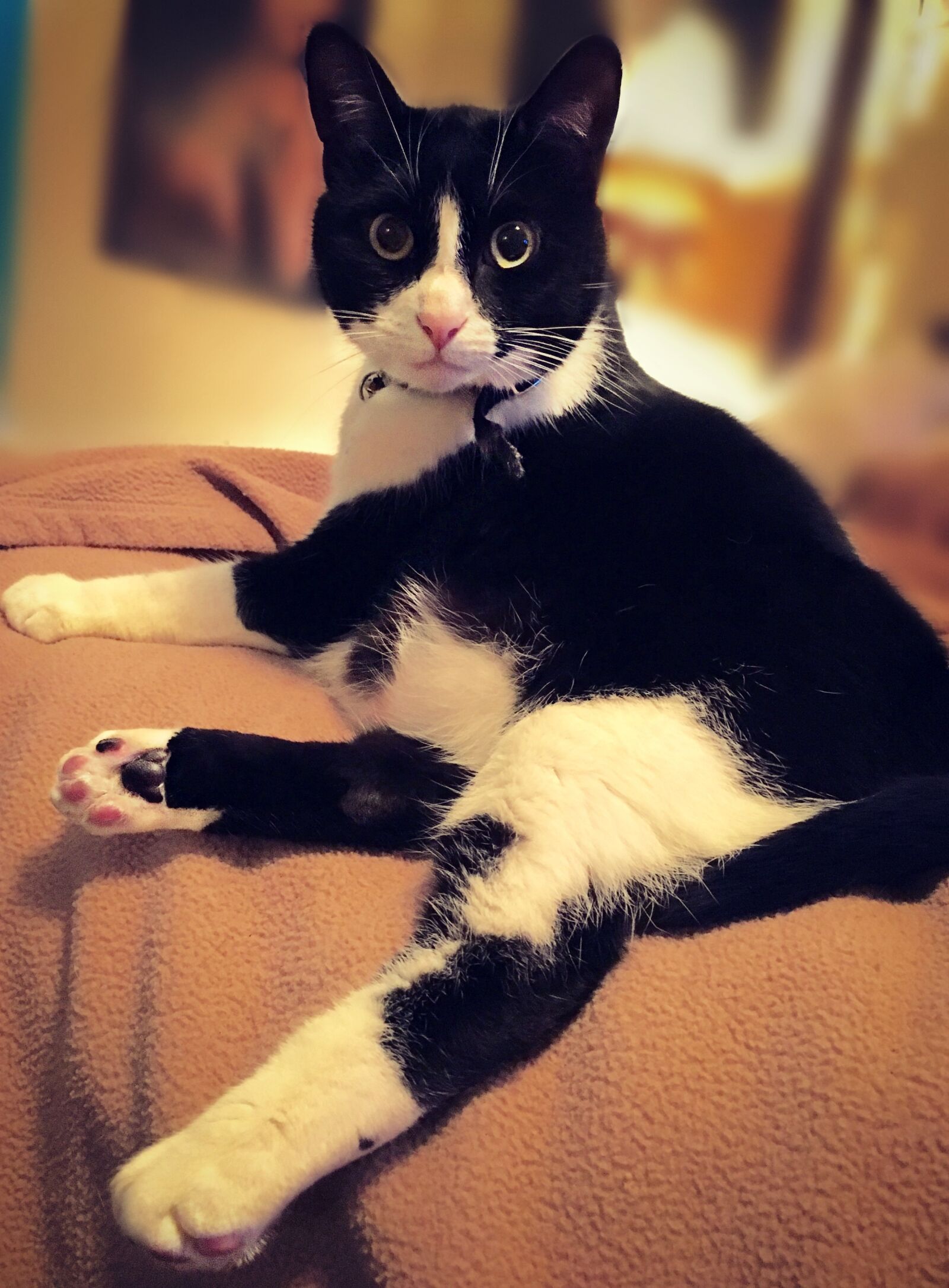 Apple iPhone 6s sample photo. Cat, domestic, rescue photography
