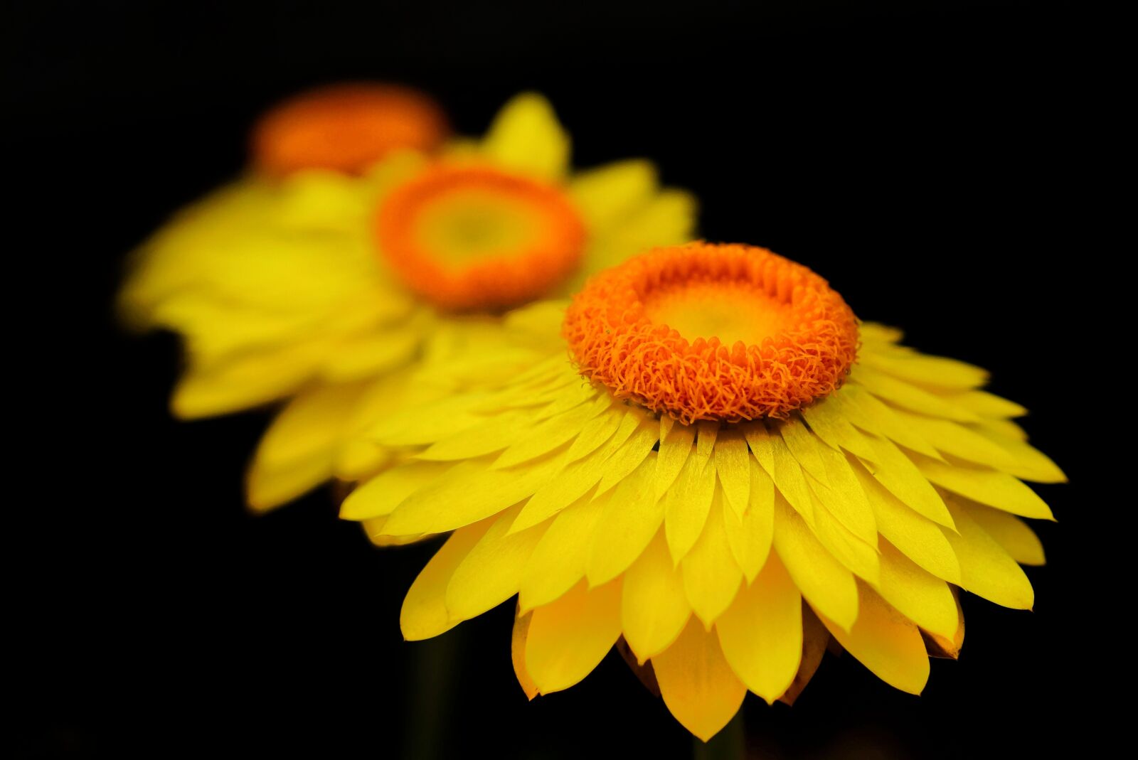 Sony SLT-A58 + MACRO 50mm F2.8 sample photo. Yellow straw flower, helichrysum photography
