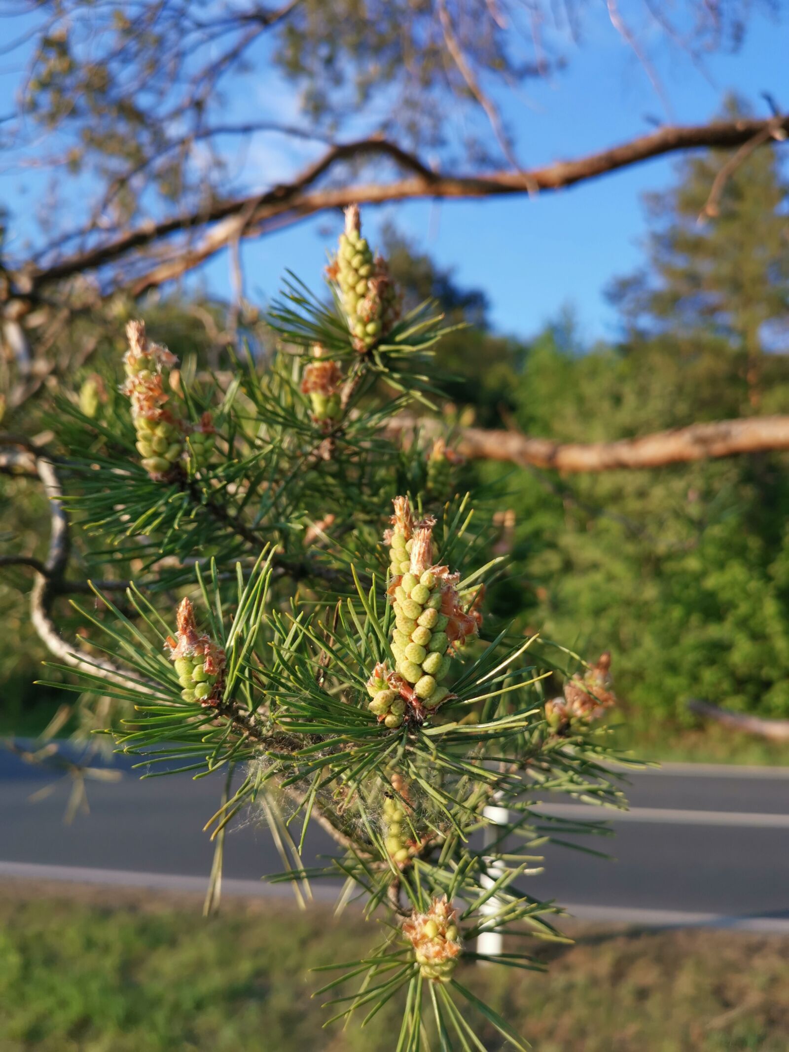 HUAWEI LYA-L29 sample photo. Pine, tree, wood photography
