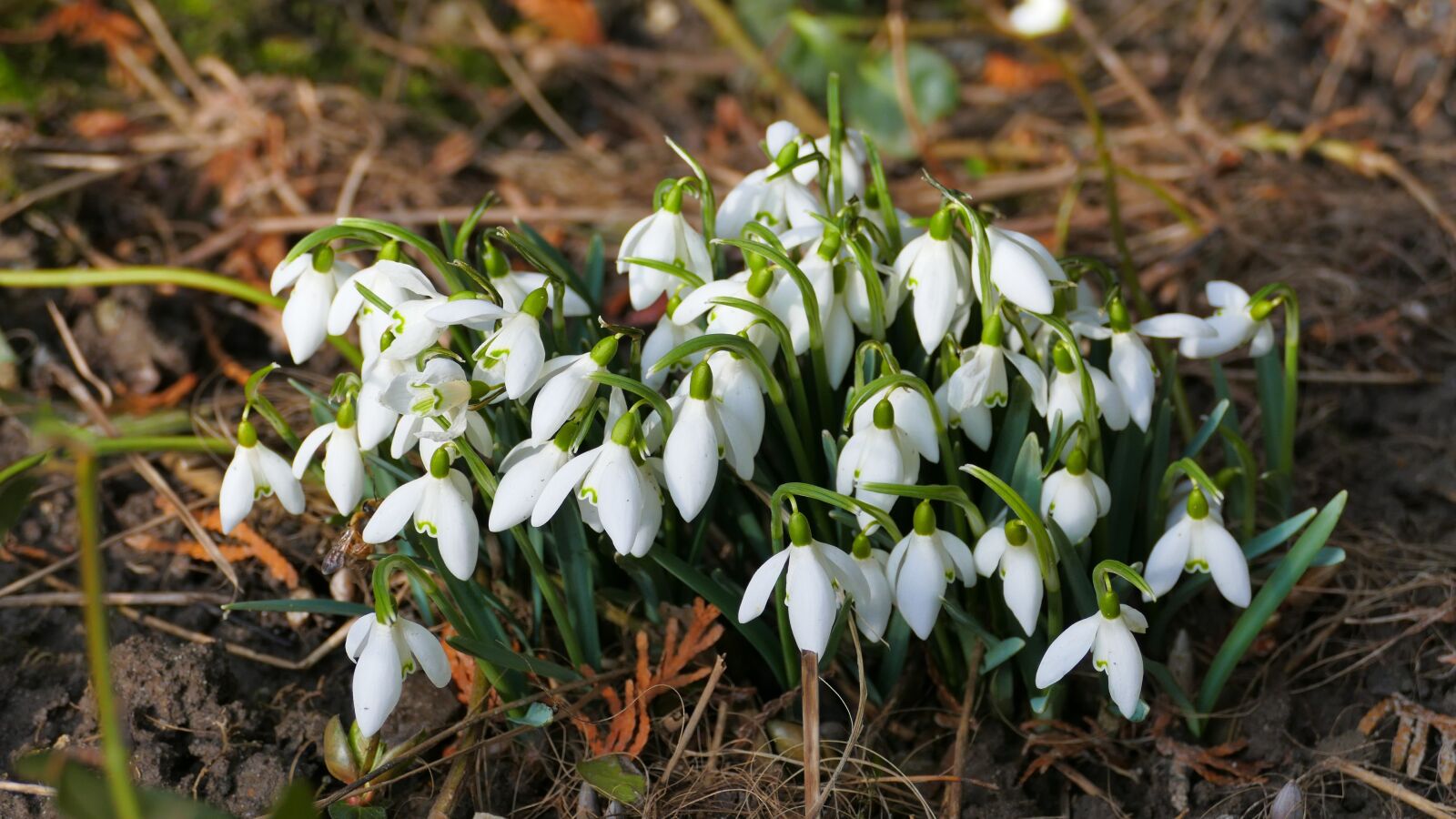 Panasonic Lumix DMC-FZ1000 sample photo. Snowdrop, flowers, flower photography
