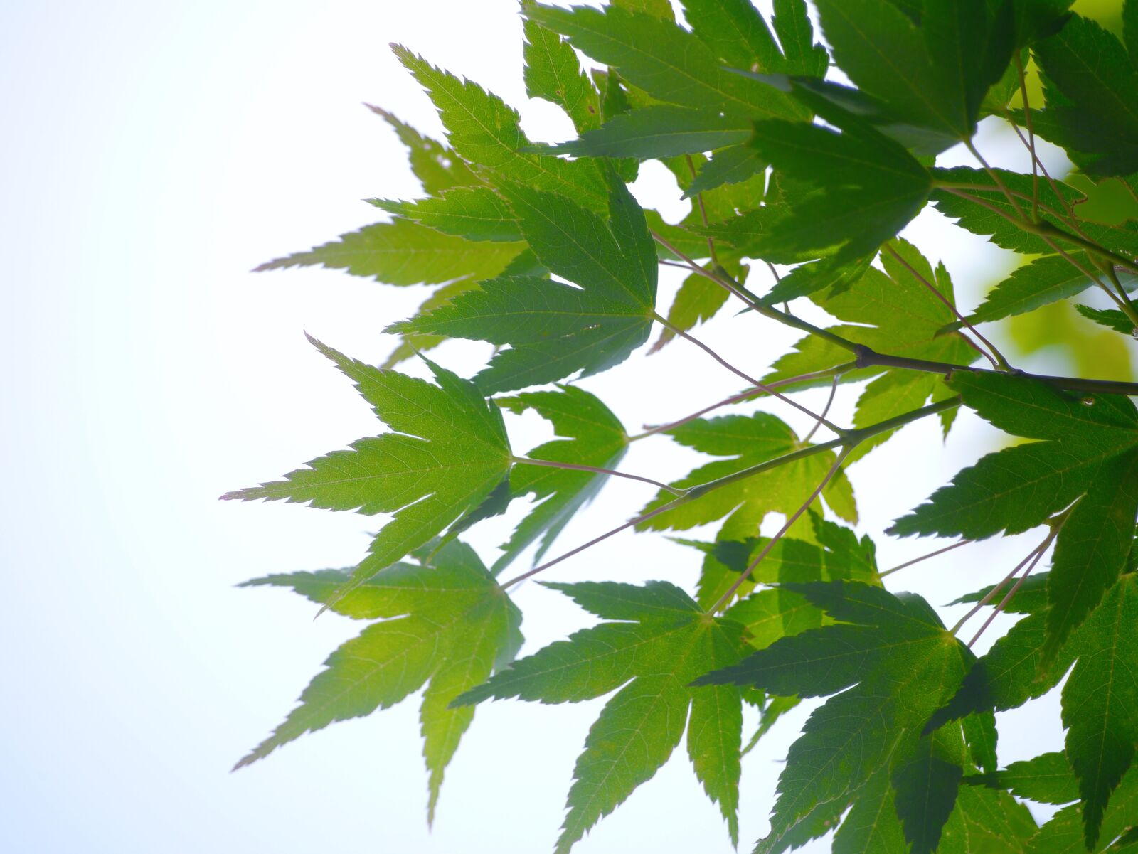 Panasonic Lumix DMC-GX1 sample photo. Maple, leaf, branch of photography