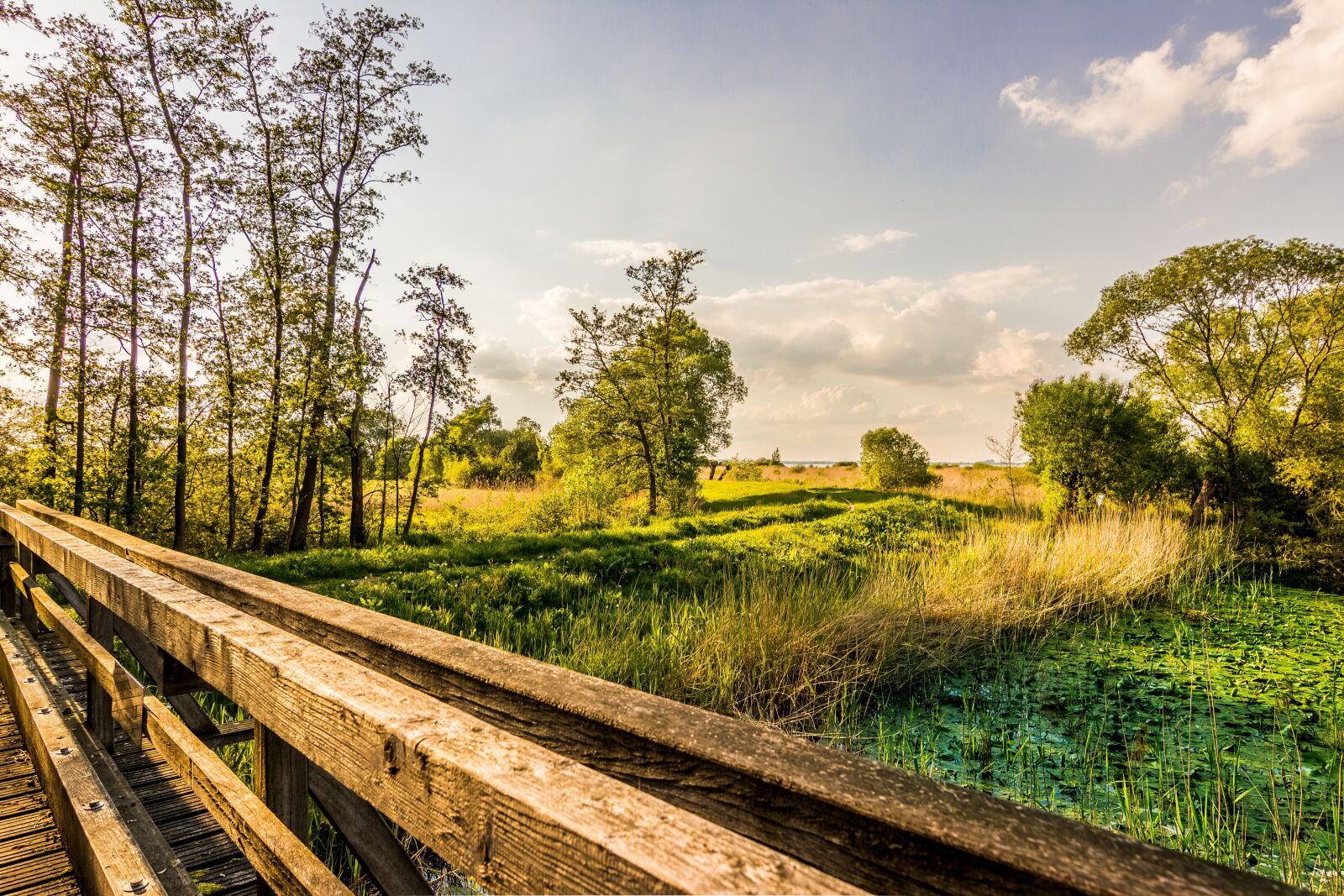 Tokina AT-X Pro 11-16mm F2.8 DX II sample photo. Nature, landscape, tree photography