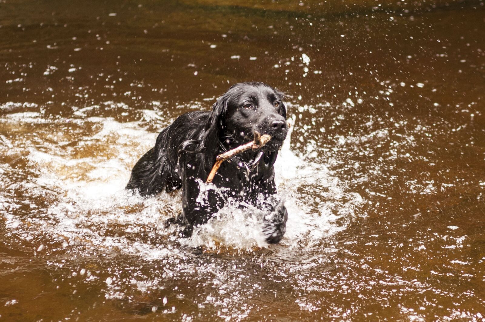 Nikon D90 sample photo. Dog, water, pet photography