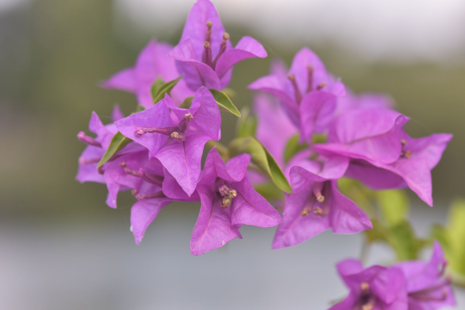 Nikon D810 sample photo. Flower, asia, pretty photography