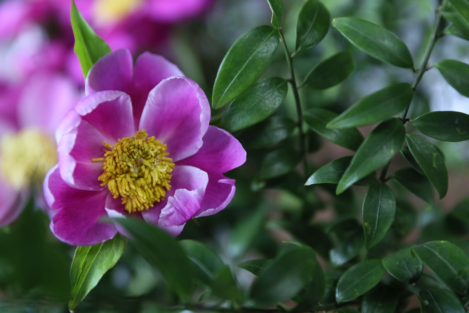 Canon EF 24-70mm F2.8L II USM sample photo. Peony, flower, pink photography