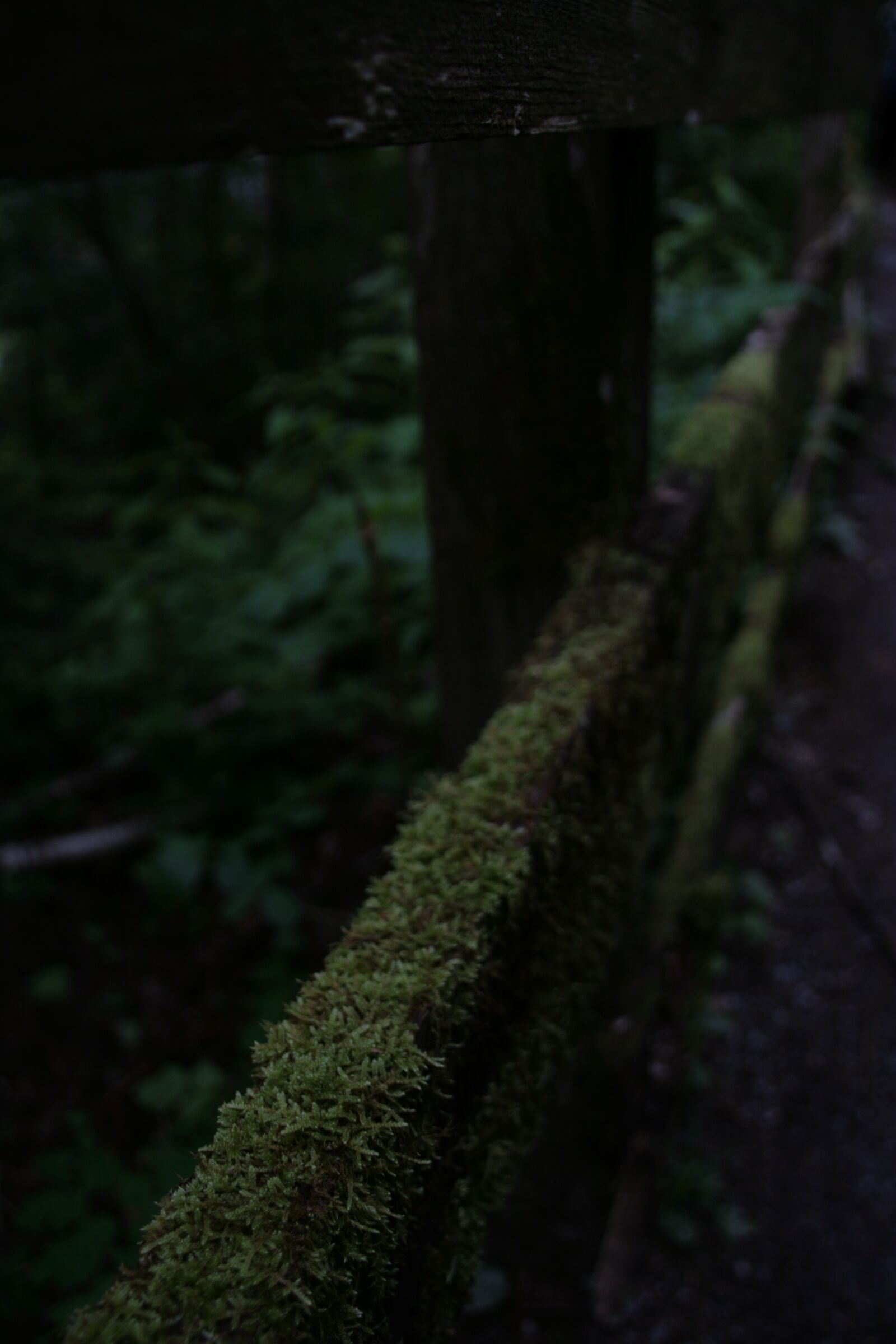 Canon EOS 400D (EOS Digital Rebel XTi / EOS Kiss Digital X) sample photo. Moss, moist, nature photography