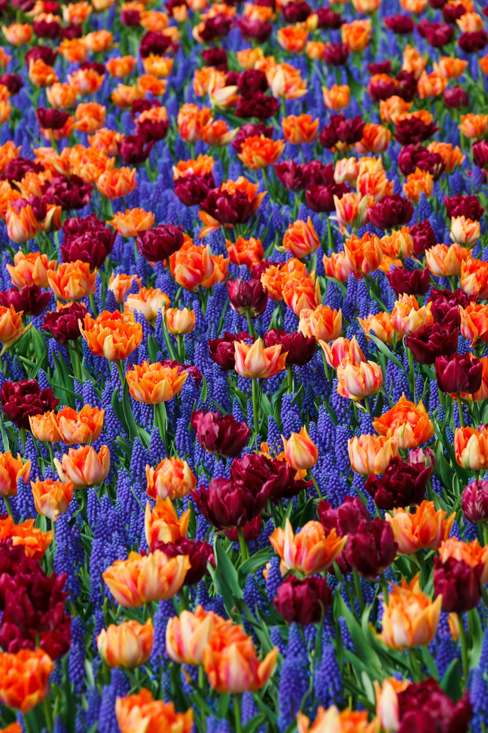 Canon EOS 5D Mark II sample photo. Background, bed, bloom, color photography