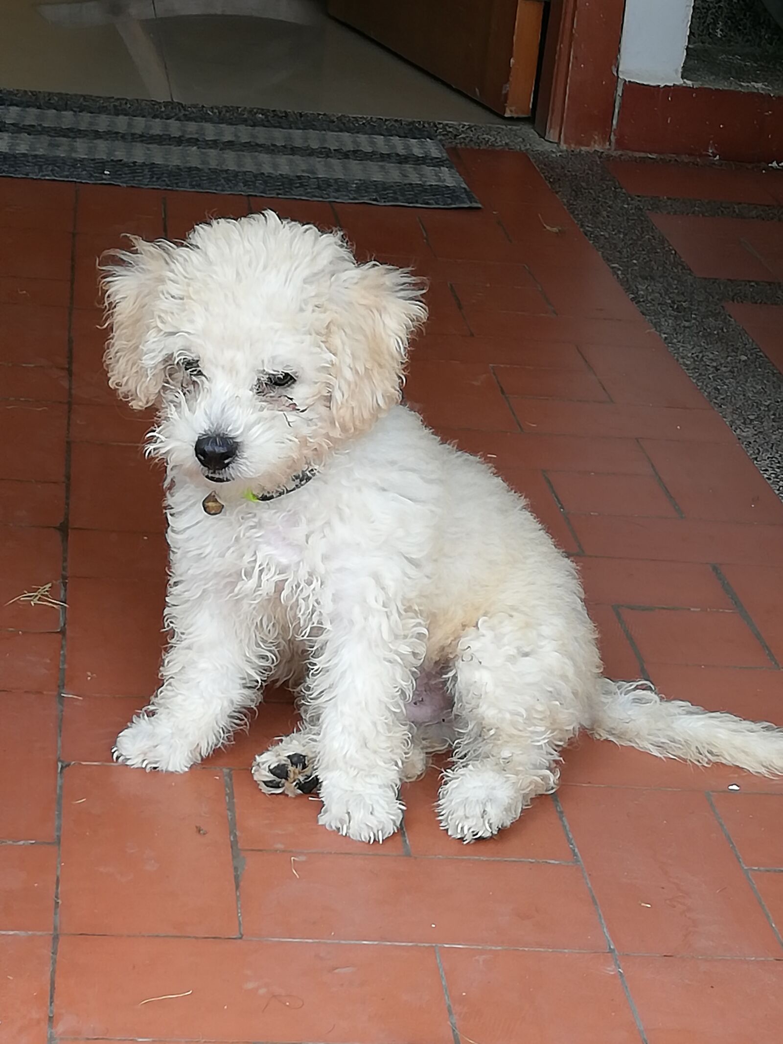 HUAWEI P20 lite sample photo. Dog, pretty, cachorro photography