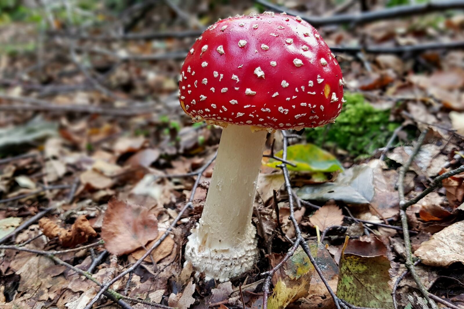 Samsung Galaxy S7 sample photo. Mushroom, fly agaric, toxic photography