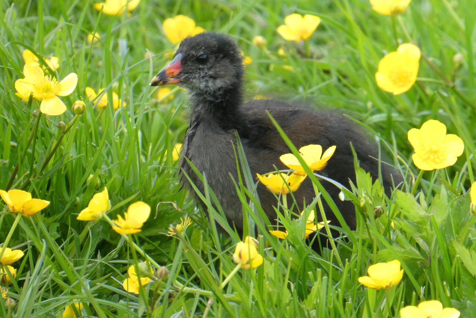 Panasonic Lumix DC-ZS70 (Lumix DC-TZ90) sample photo. Waterhoentje, chick, grass photography