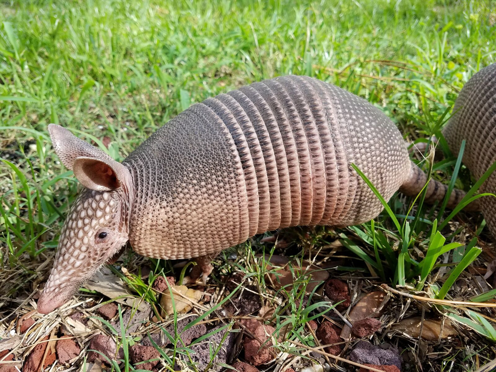 Samsung Galaxy S7 sample photo. Armadillo, mammal, nature photography