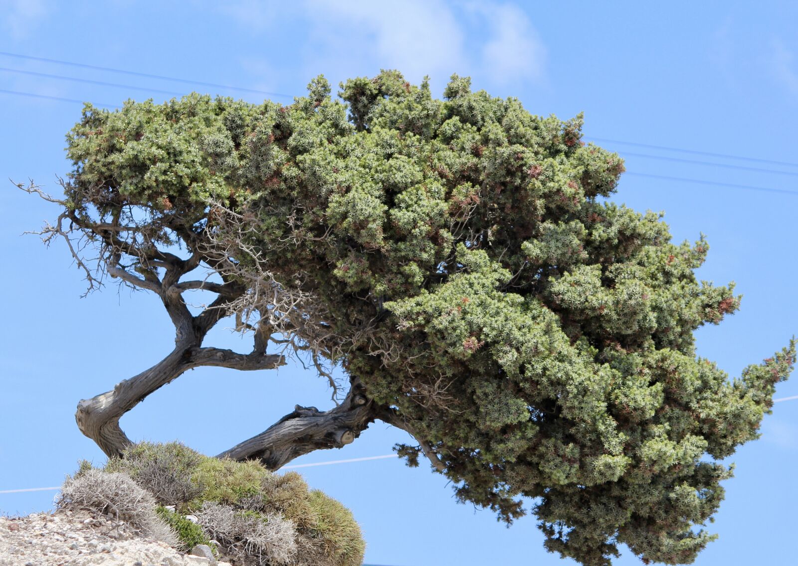 Canon EOS 1200D (EOS Rebel T5 / EOS Kiss X70 / EOS Hi) sample photo. Tree, bent, nature photography