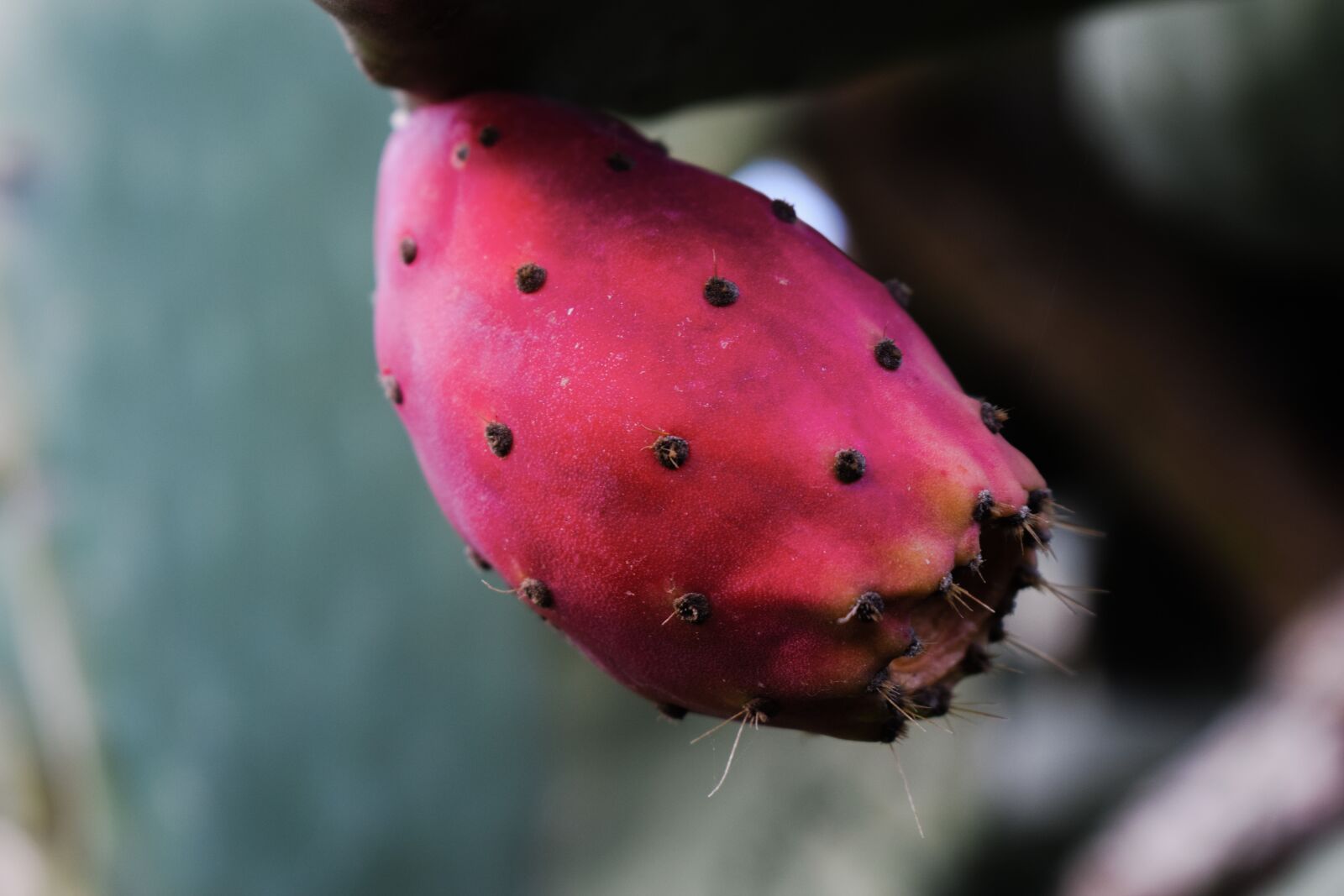 Nikon D3300 sample photo. Prickly pear, fruit, plant photography